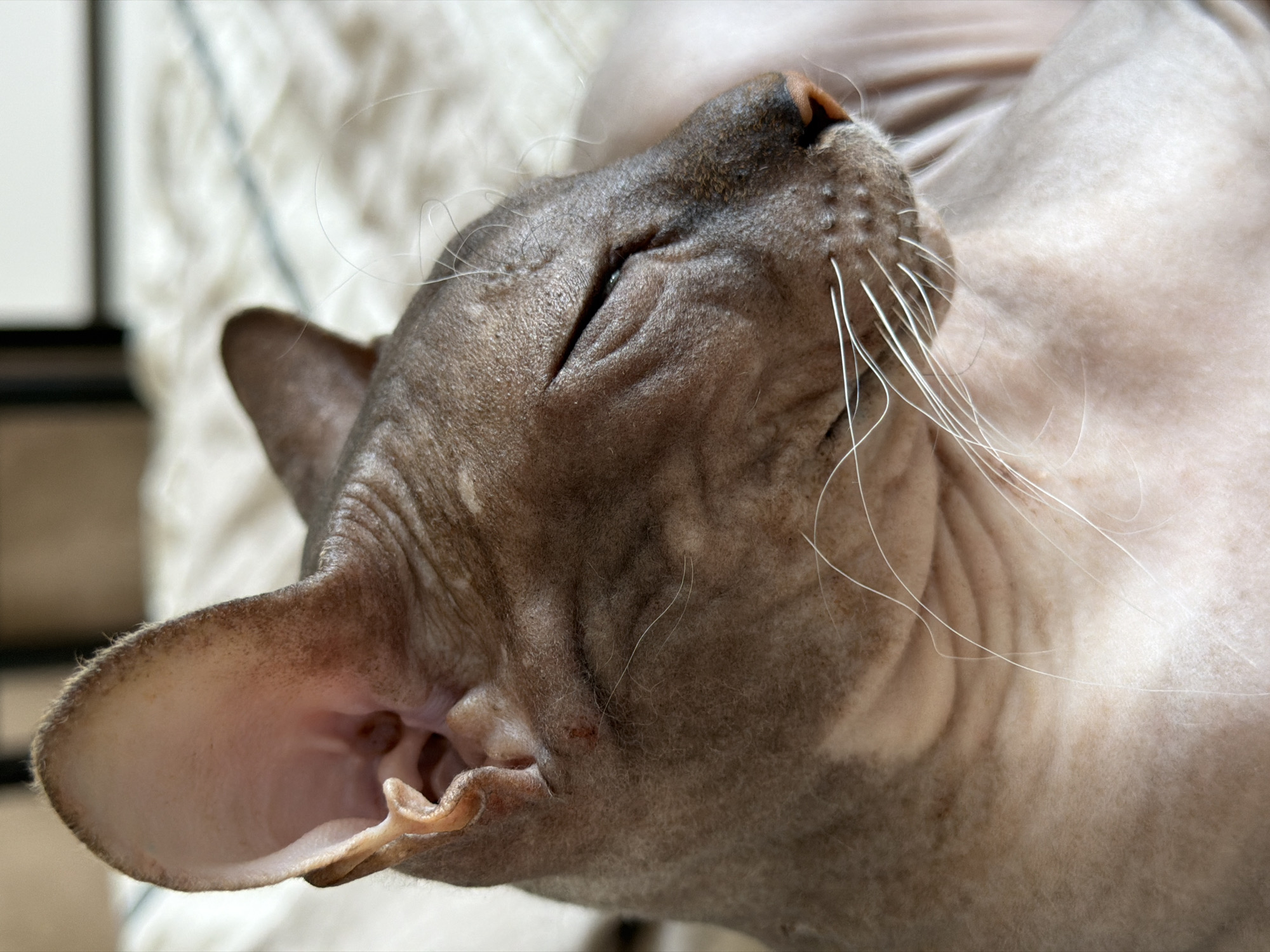 Sphynx cat lounging and getting pets on a striped bed