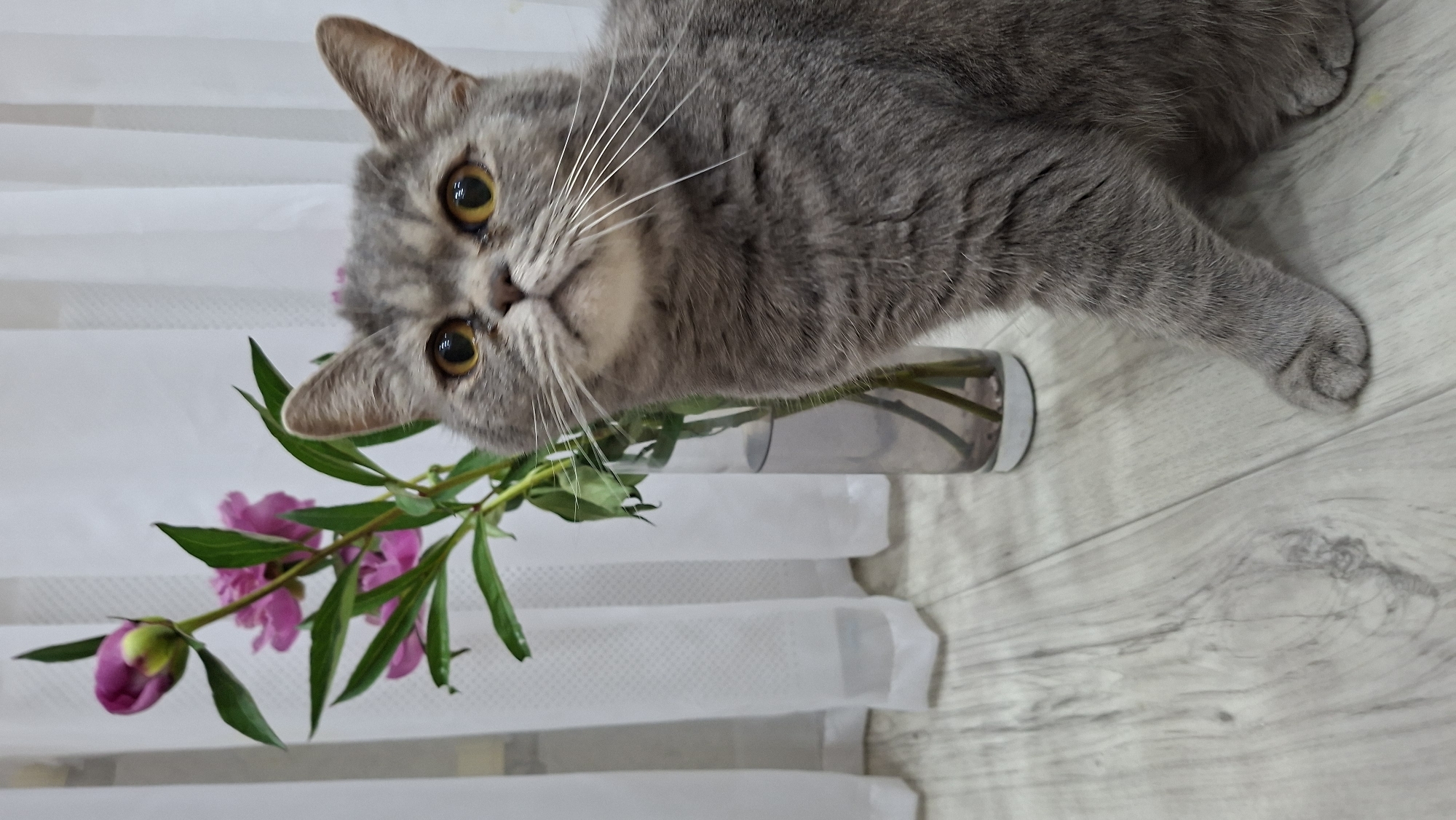 Morning moments: Woman, cat, and peonies in Chaikovsky, Russia