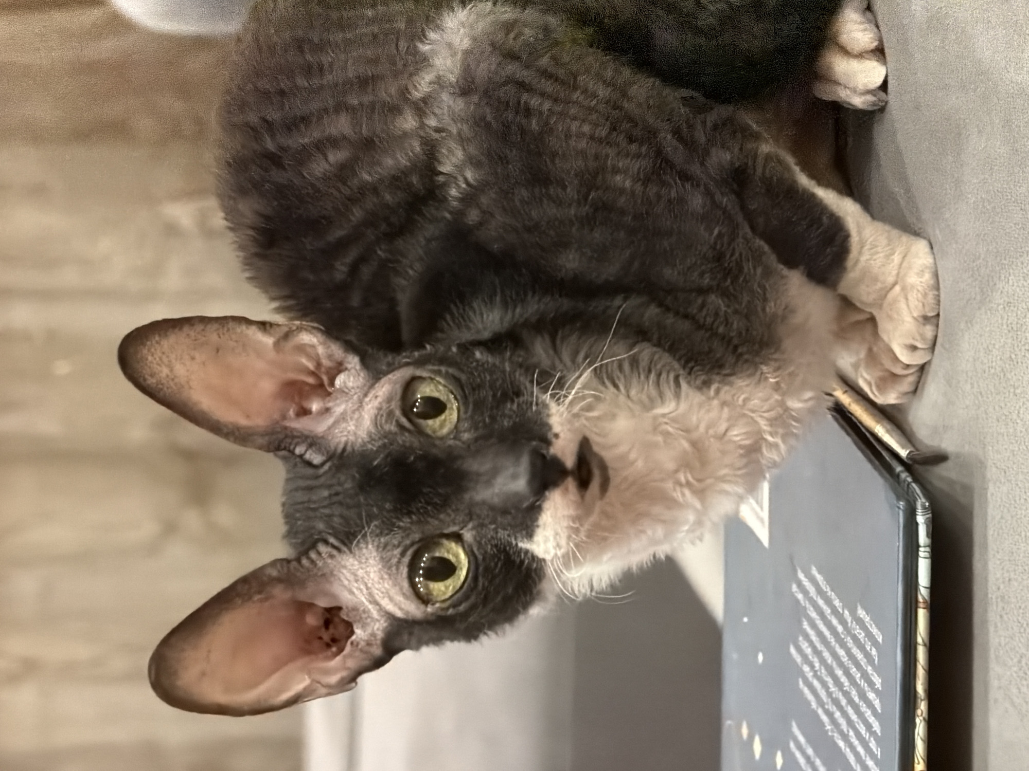 Cornish Rex cats, city sunsets, and a plate of shrimp