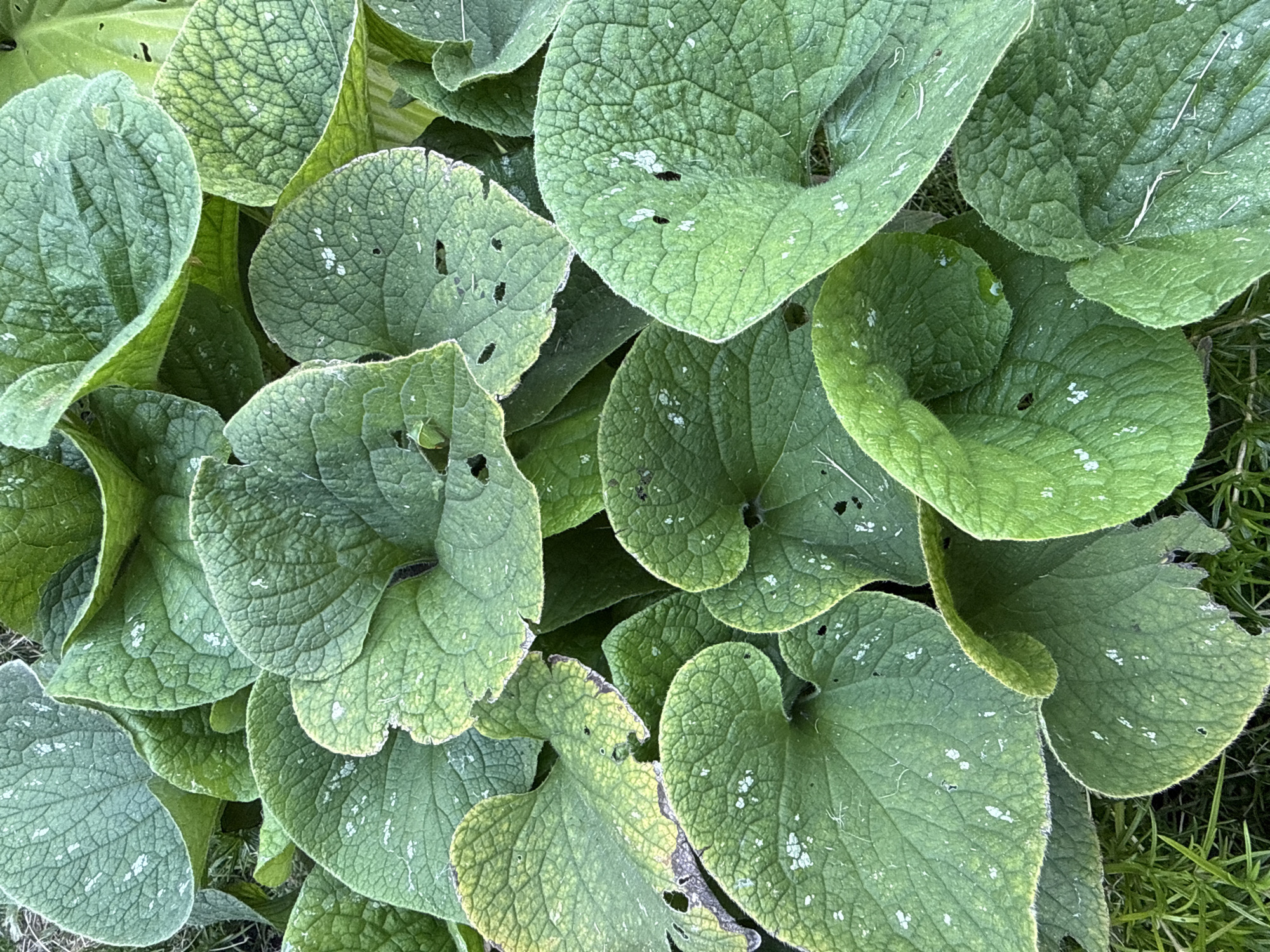 Morning garden close-ups: plants, flowers, and a hippo figurine
