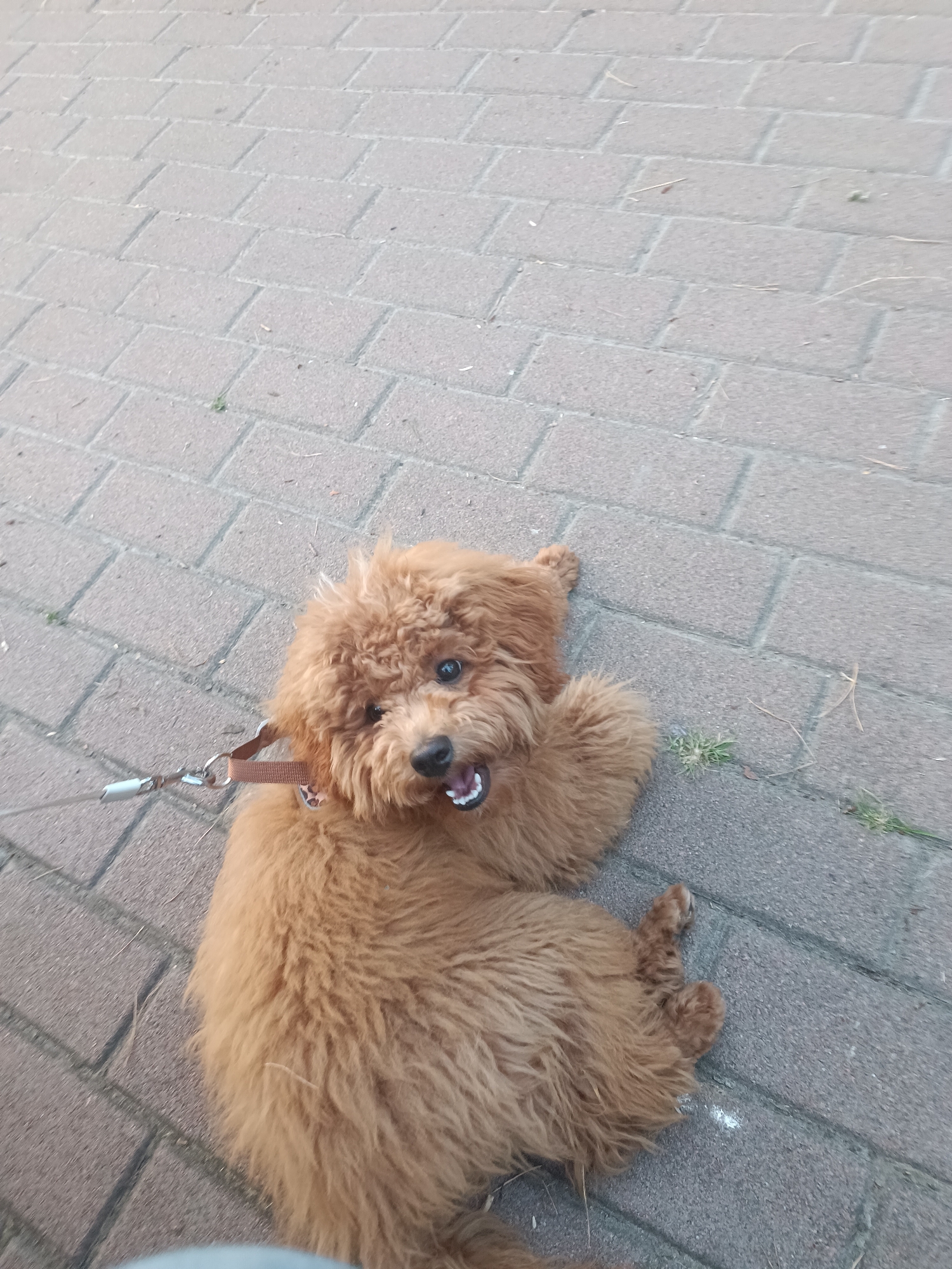 Curly poodle mix in leopard harness hangs out on brick path