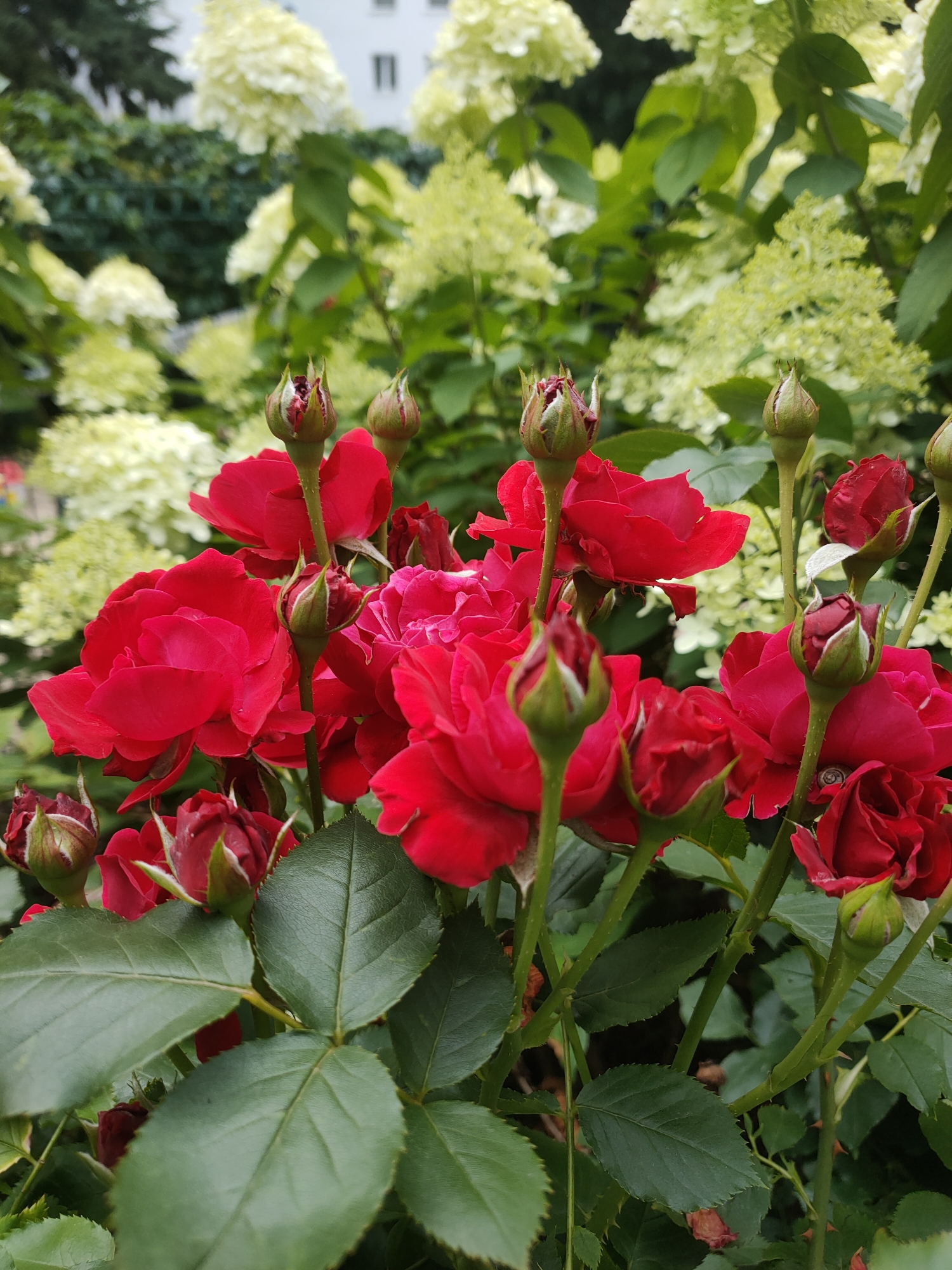 Red roses and white hydrangeas blooming outside Warsaw apartments