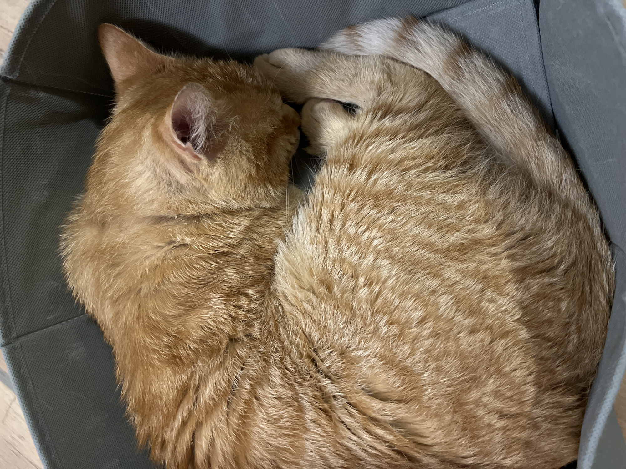 Orange cat spotted napping, Ghostface mask appears in Podgorica