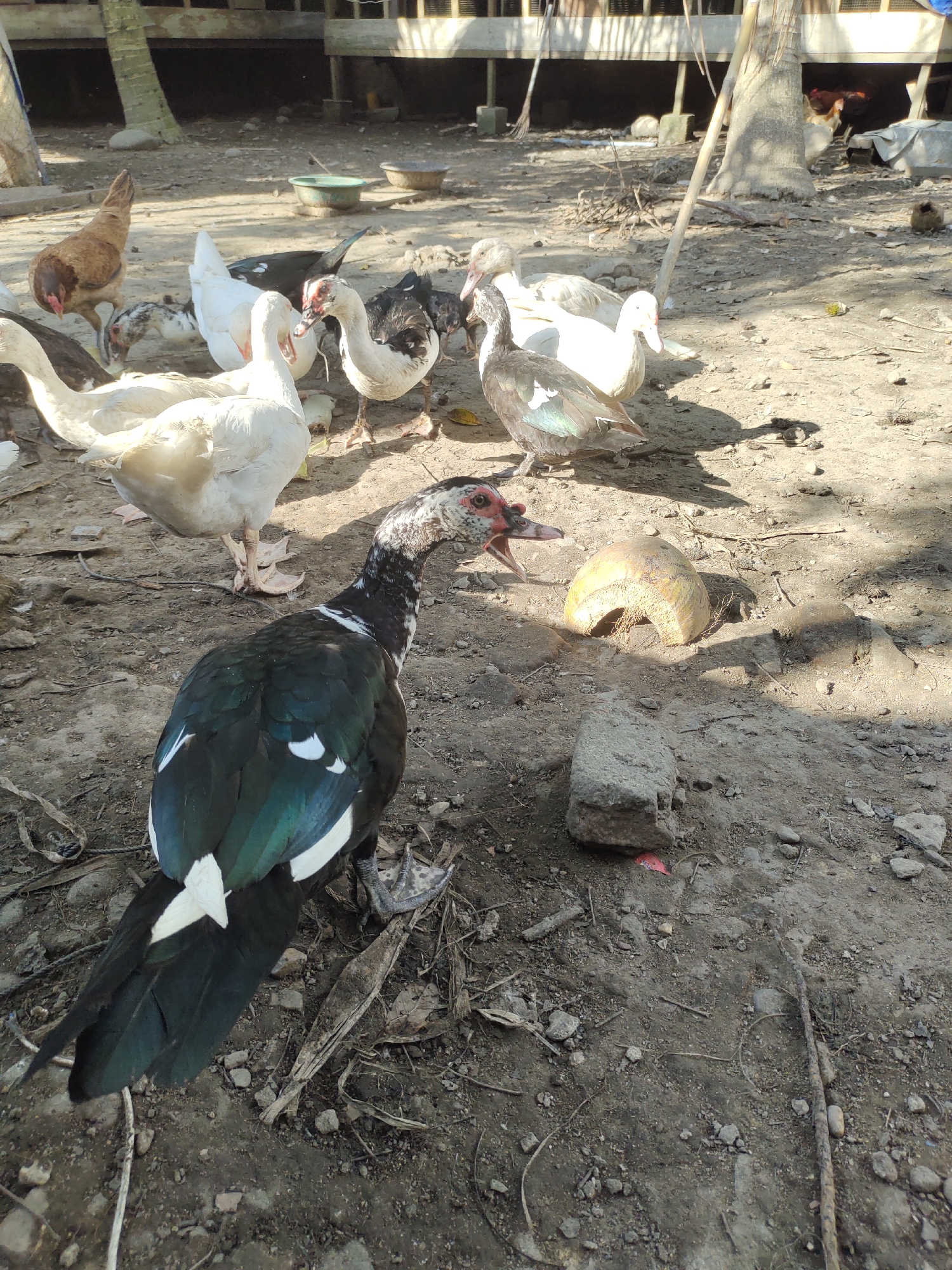 Chickens and ducks in a rural enclosure in Rayeukmatangkuli