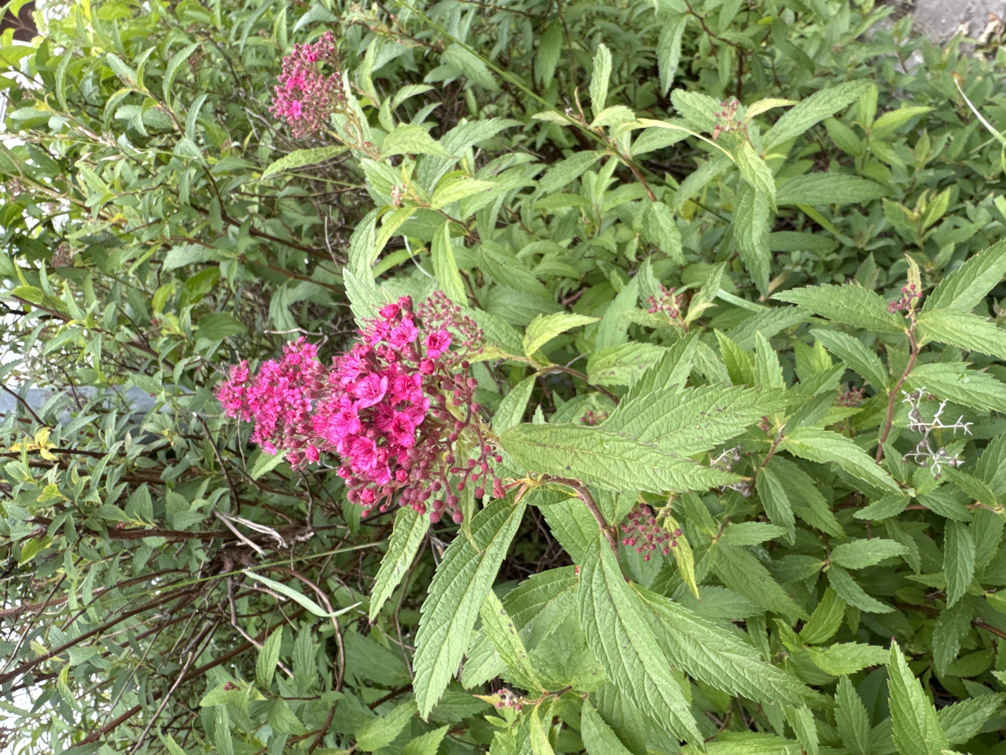 Hohenbrunn in bloom: gardens, offices, and streetside details
