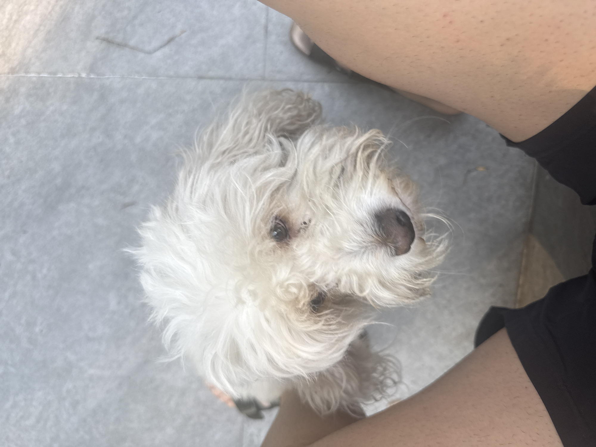 Small white dog photographed in Puebla, Mexico