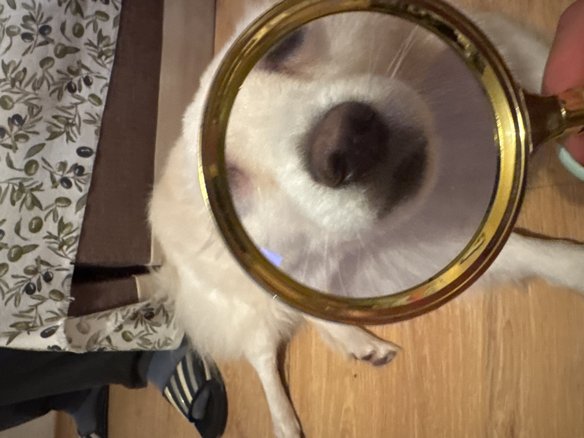 White dog's nose examined with magnifying glass on wooden floor