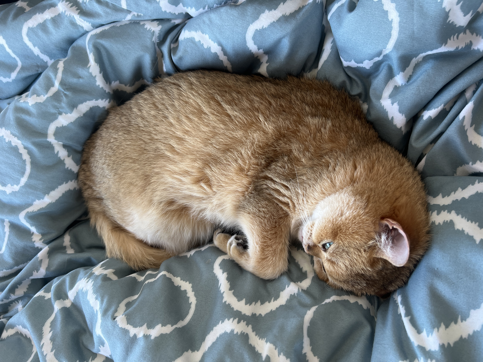 Cat sleeps peacefully on duvet in Montenegro home