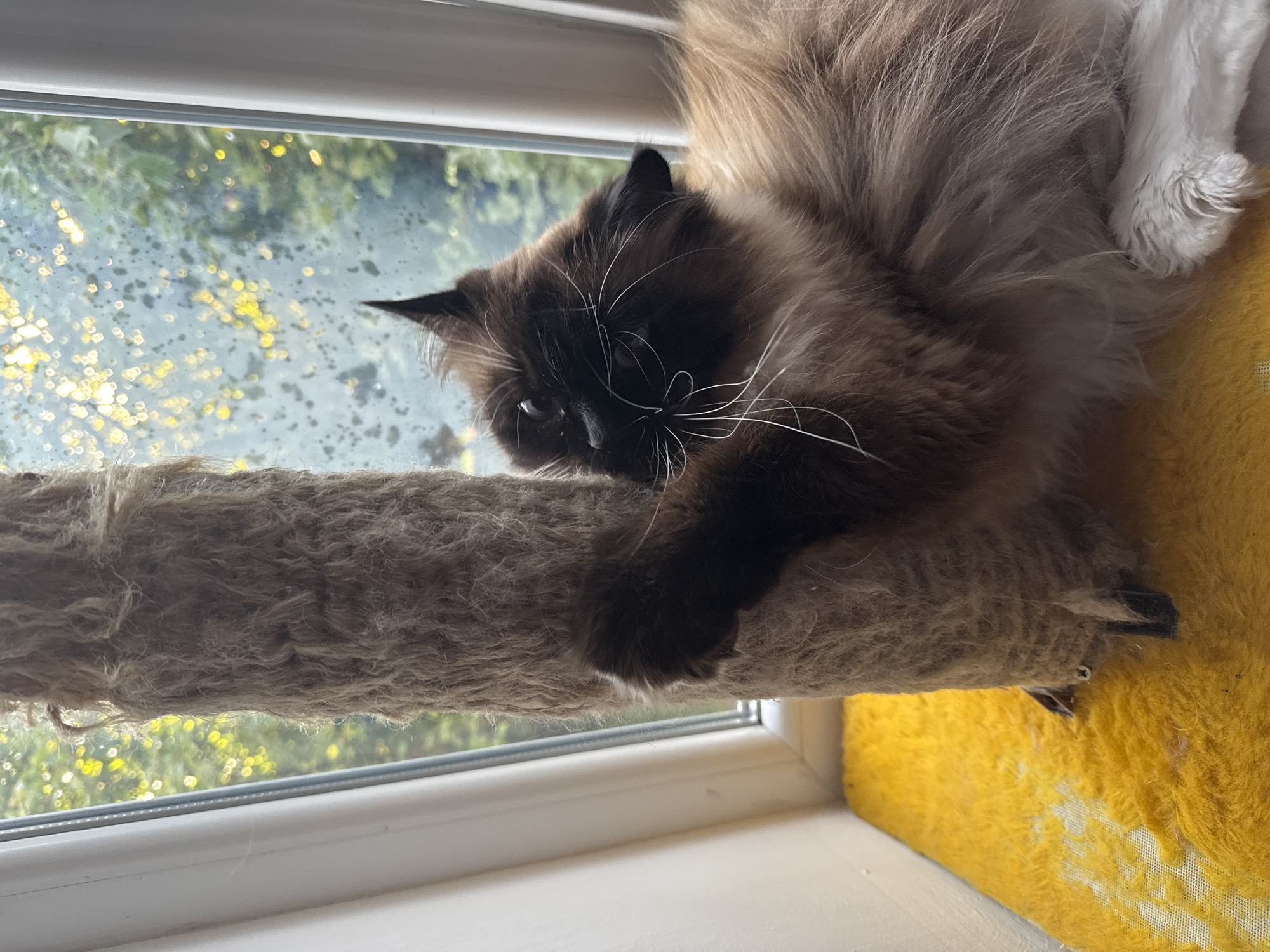 Siamese cat goes from scratching post to backyard grass session