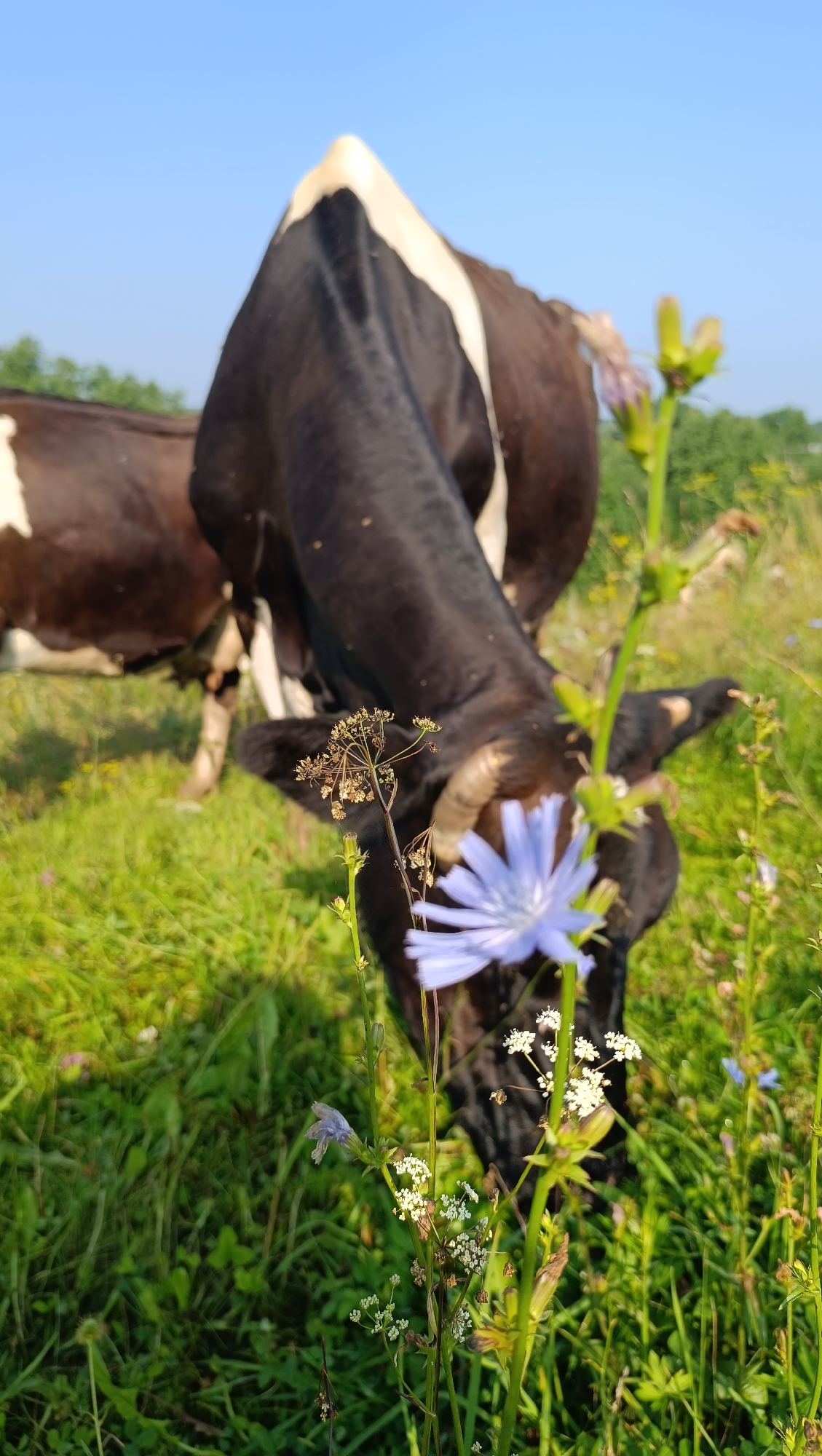 Wildflowers, pine trees, and grazing cattle in a Russian meadow