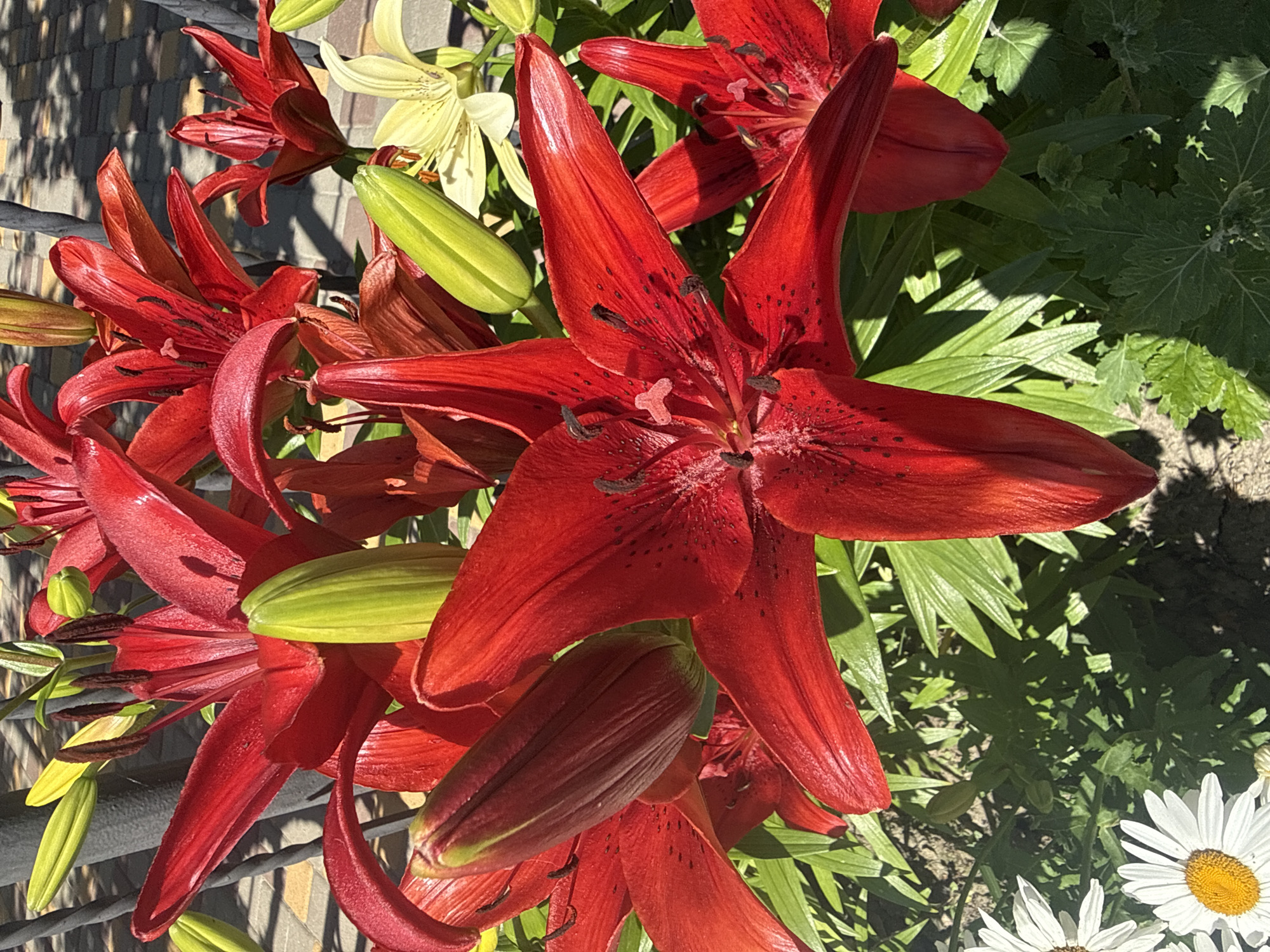 Close-up shots of red lilies and white daisies in bloom