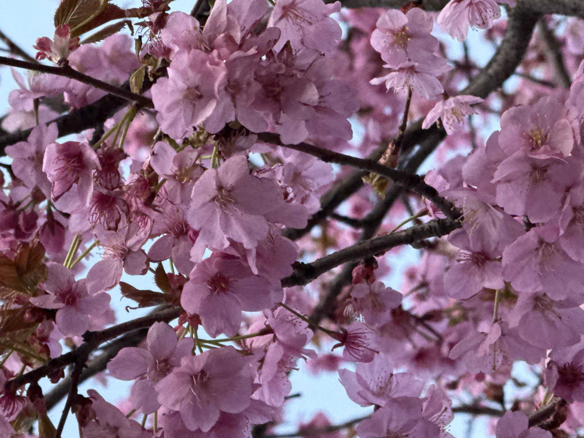 Spring evening street scenes captured across central London