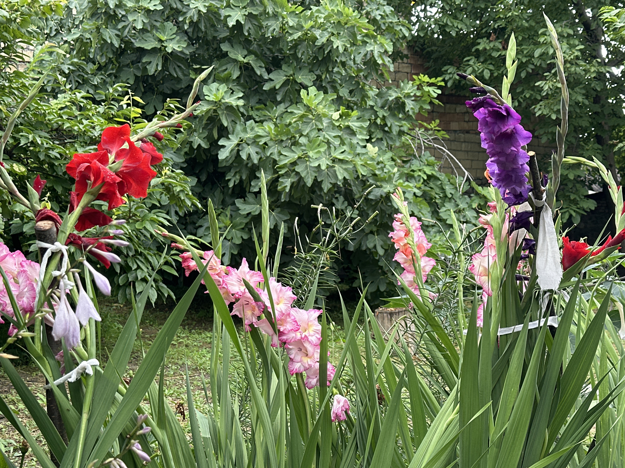 Garden blooms and stone streets in a quiet village setting
