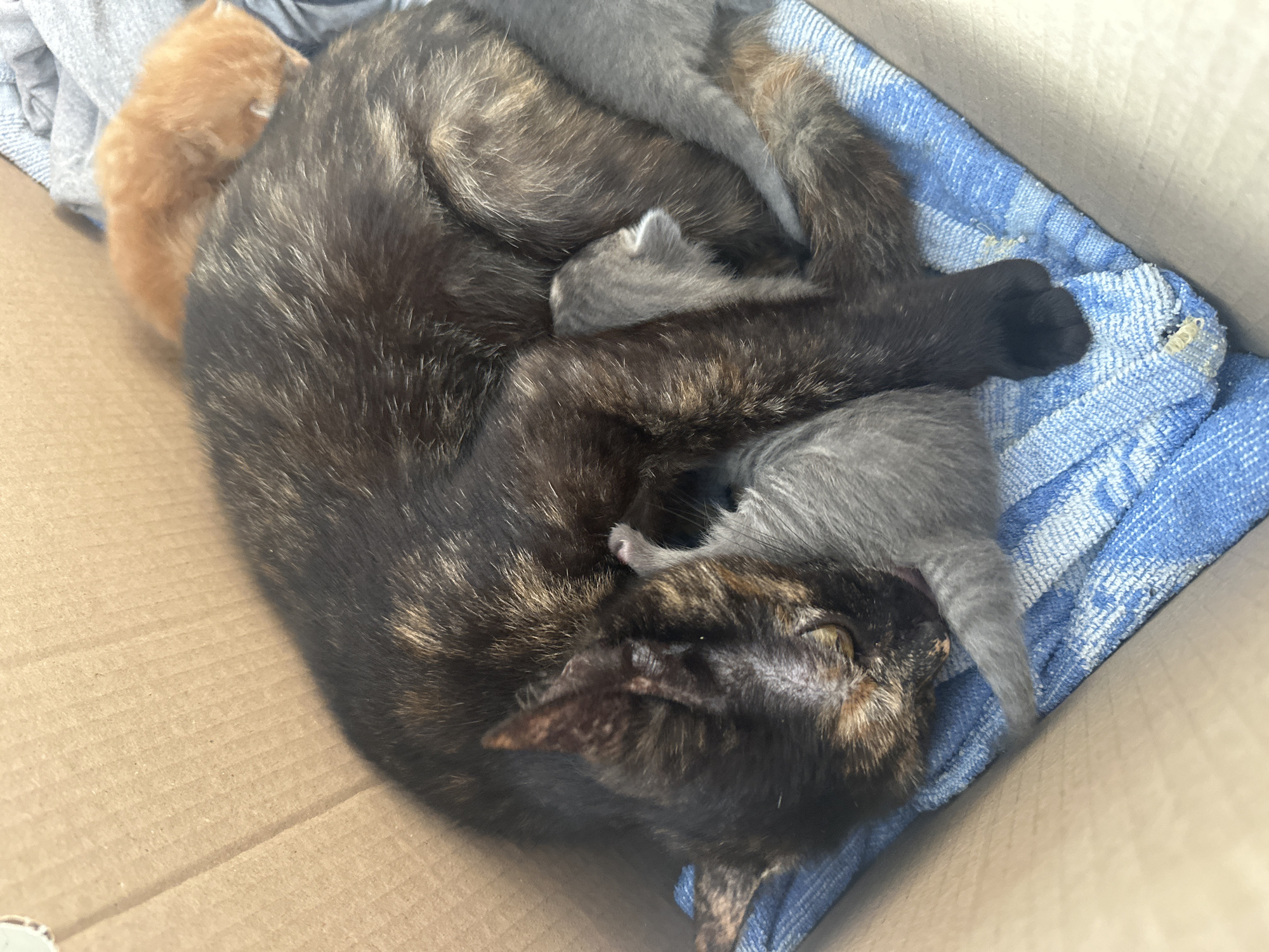 Newborn kittens, a sleeping baby, and quiet home moments