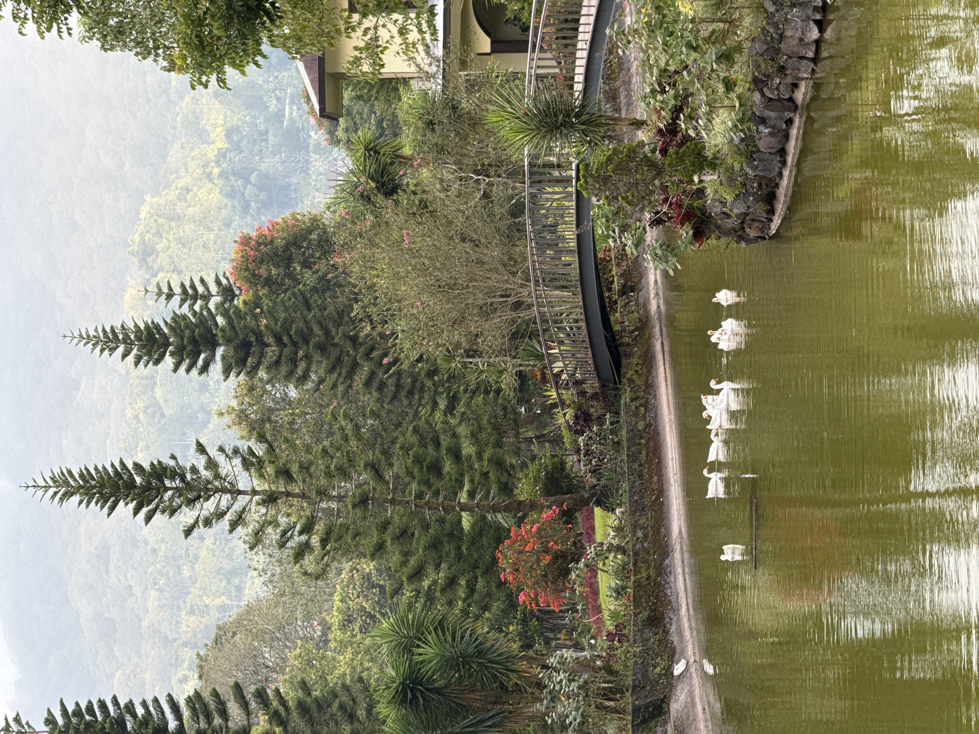 Swans and architecture documented at Indonesian location