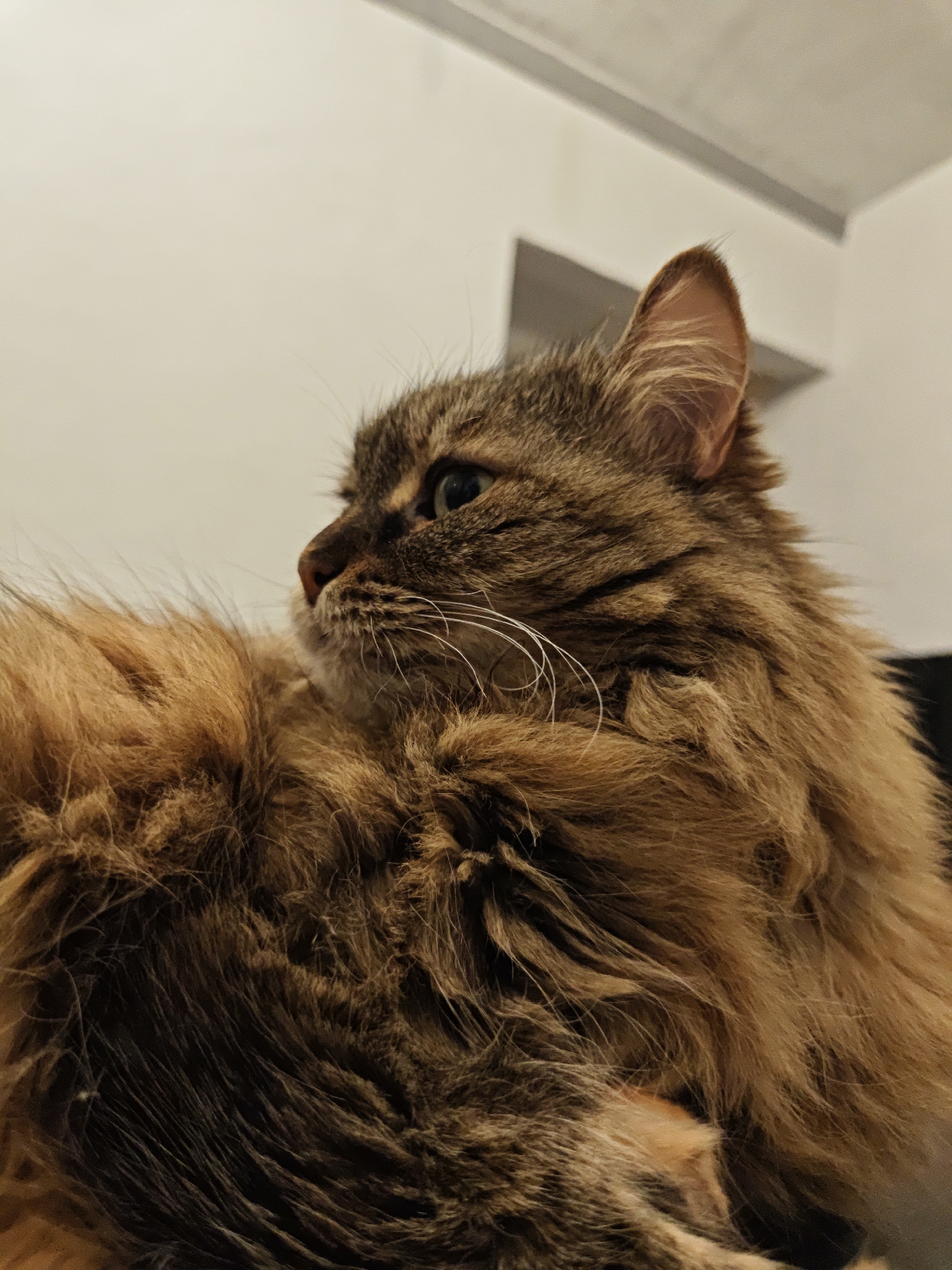 Two cats napping and grooming indoors in Odesa