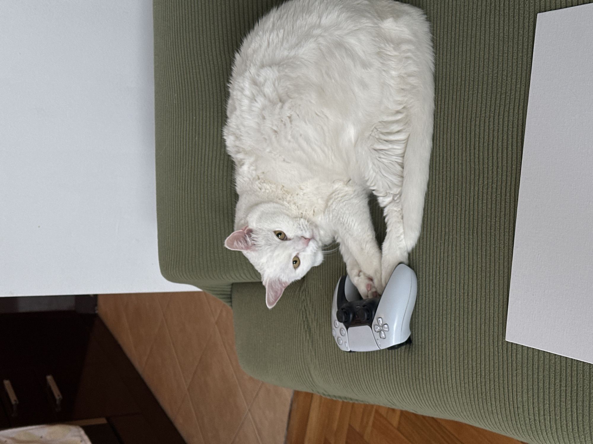 Cat and gamer relax together in Serbian home
