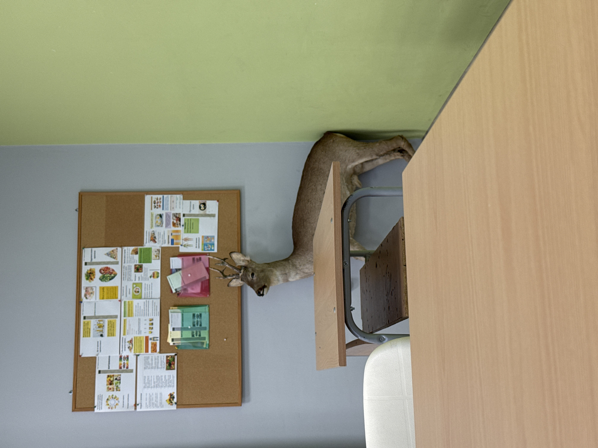 Taxidermied deer head spotted in Haskovo office space