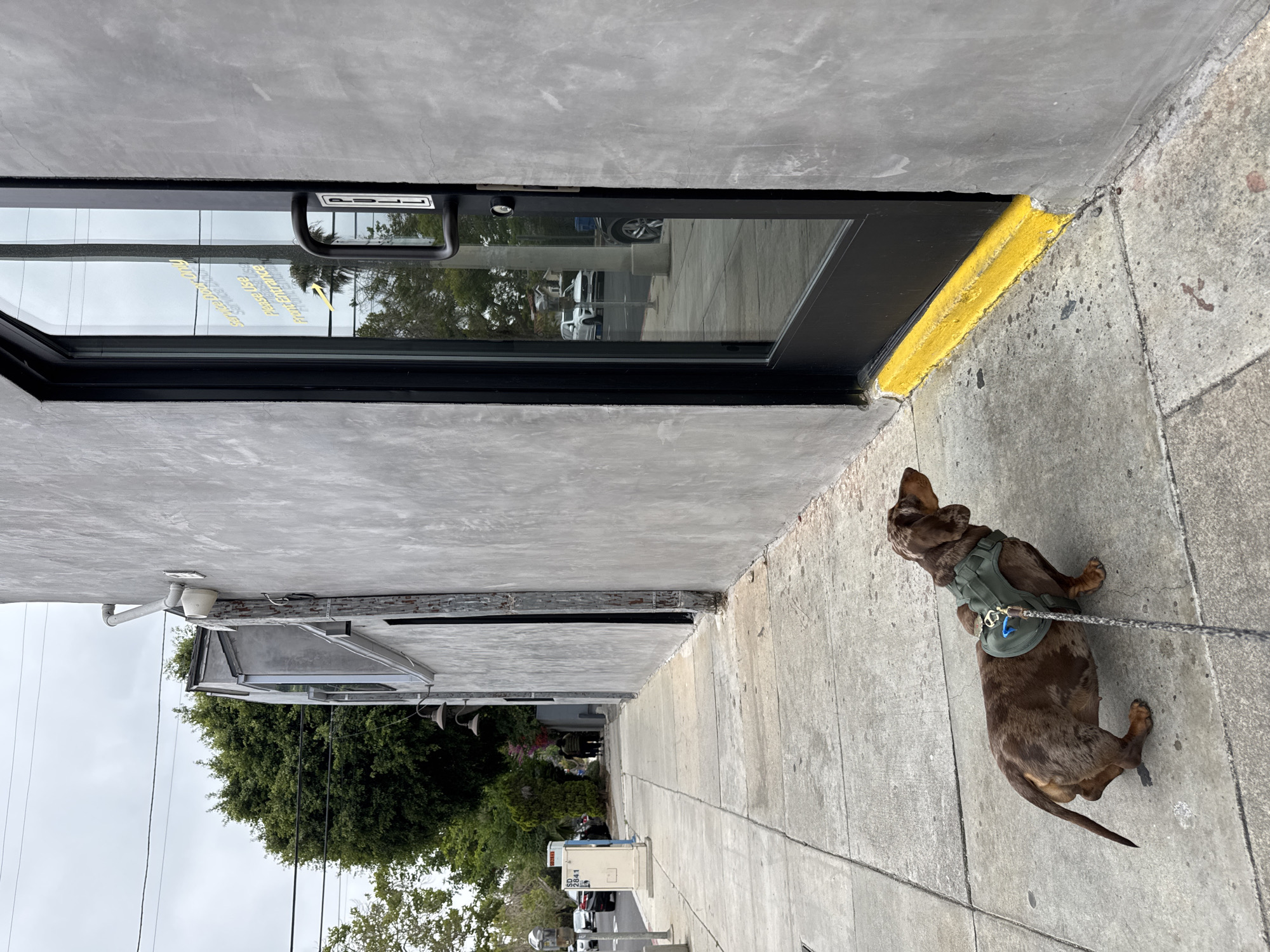 Dog walker and dachshund enjoy evening stroll in Los Angeles