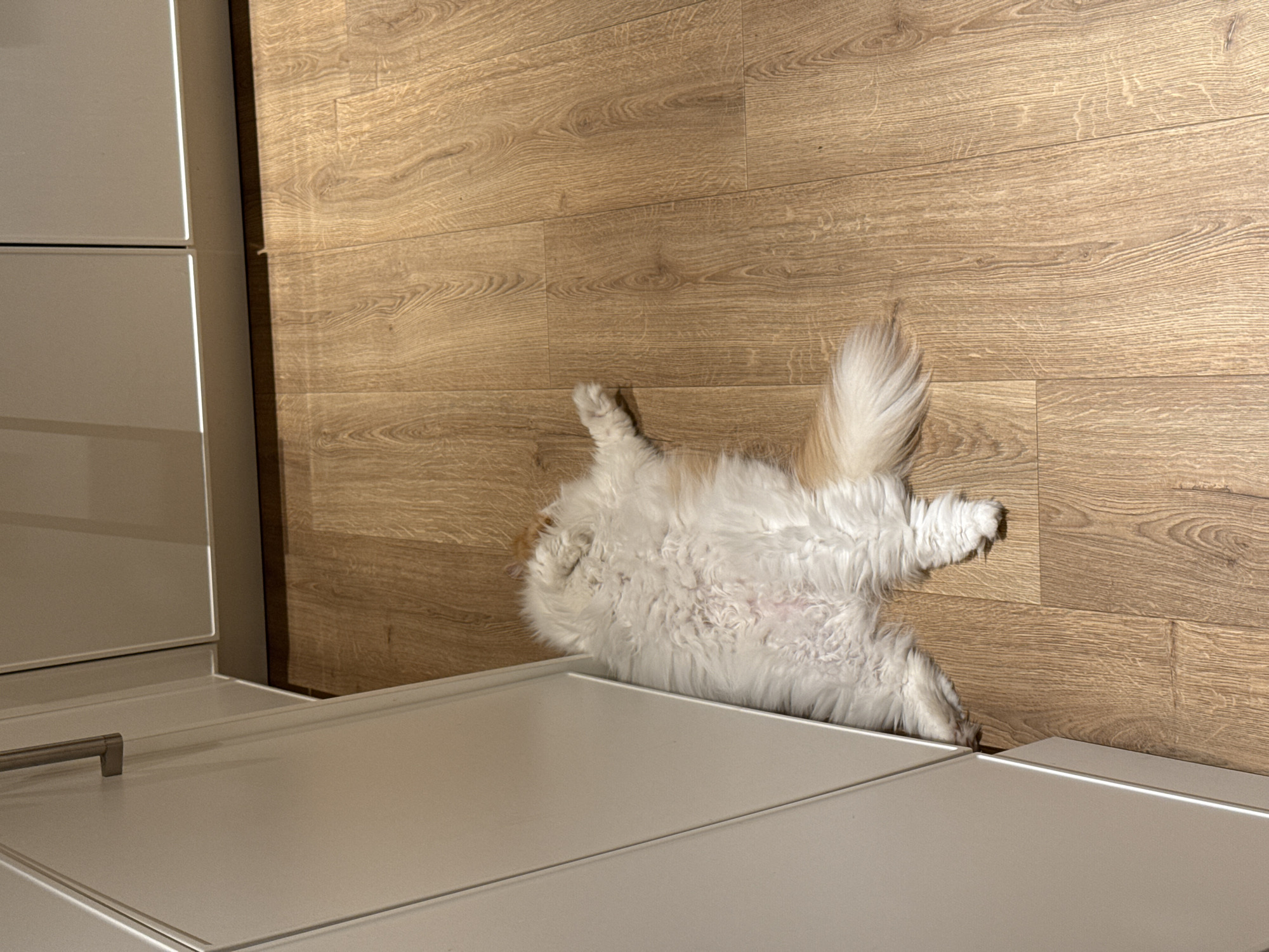 Pet rests on wooden floor near cabinet in Barcelona home