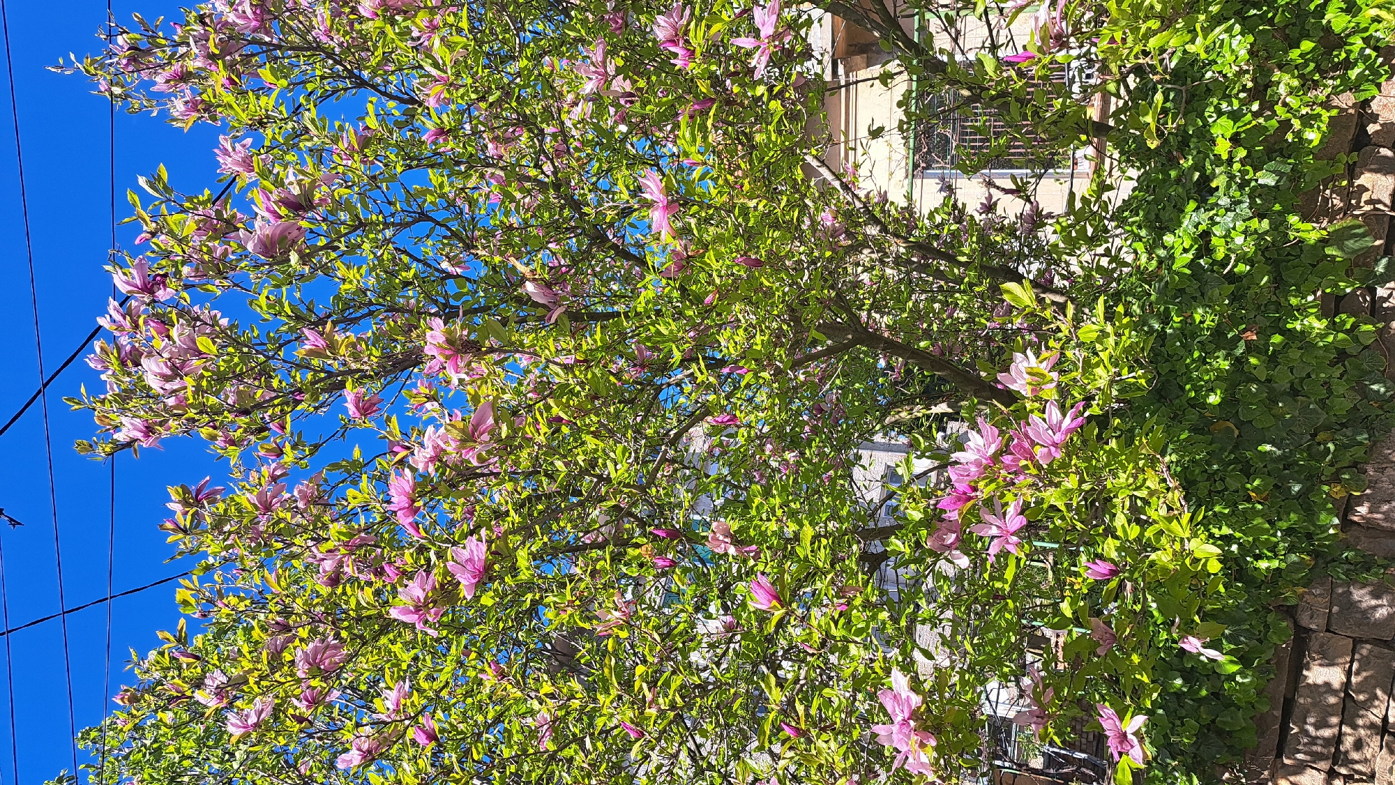 Magnolia tree blooms pink in Sevlievo municipal area
