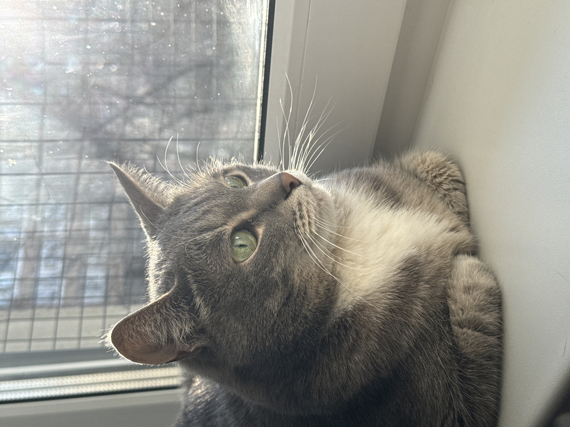 Cat rests on Moscow windowsill with spring trees visible