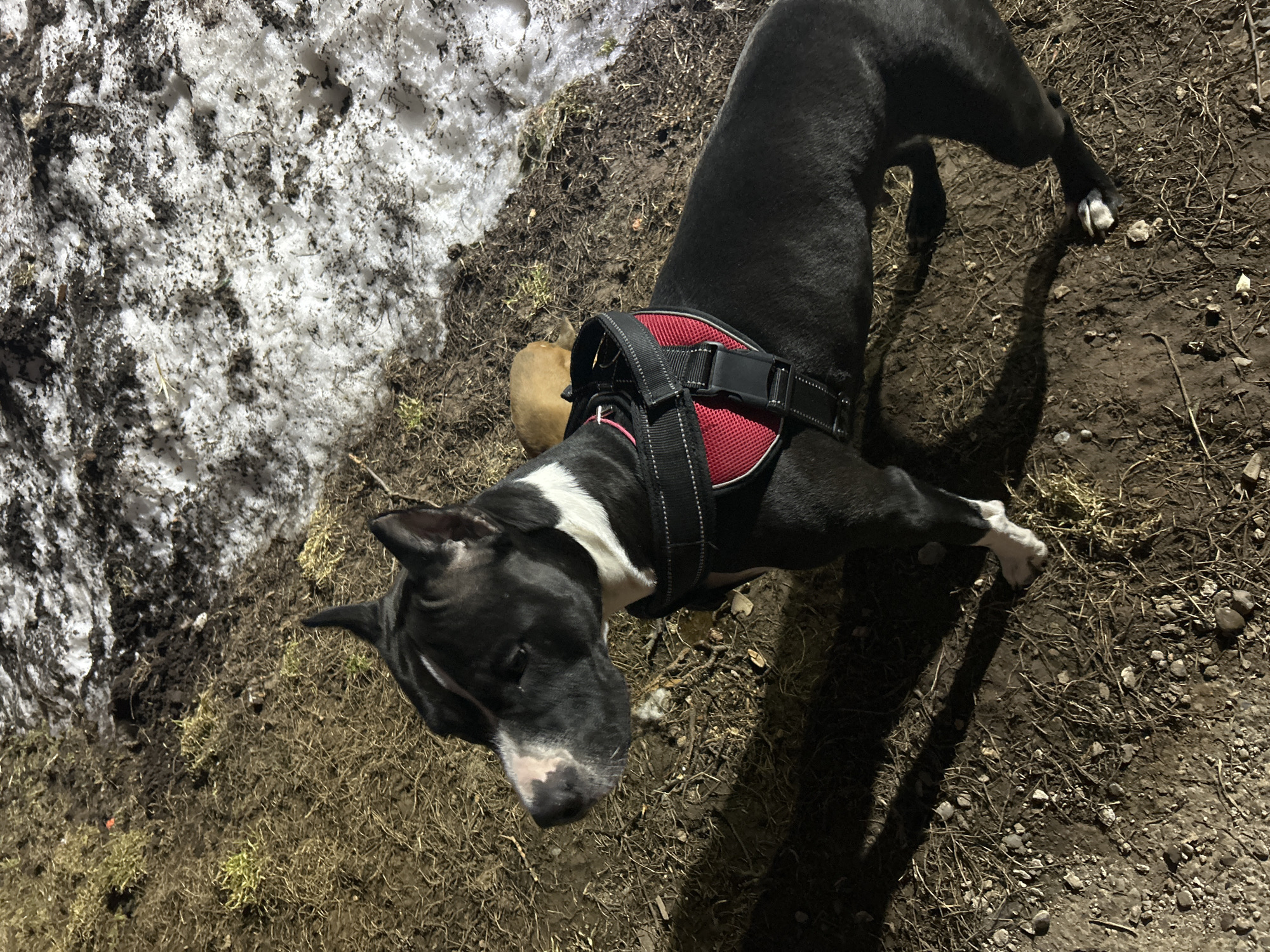 Harnessed dog stands on patchy terrain in Rusalevka