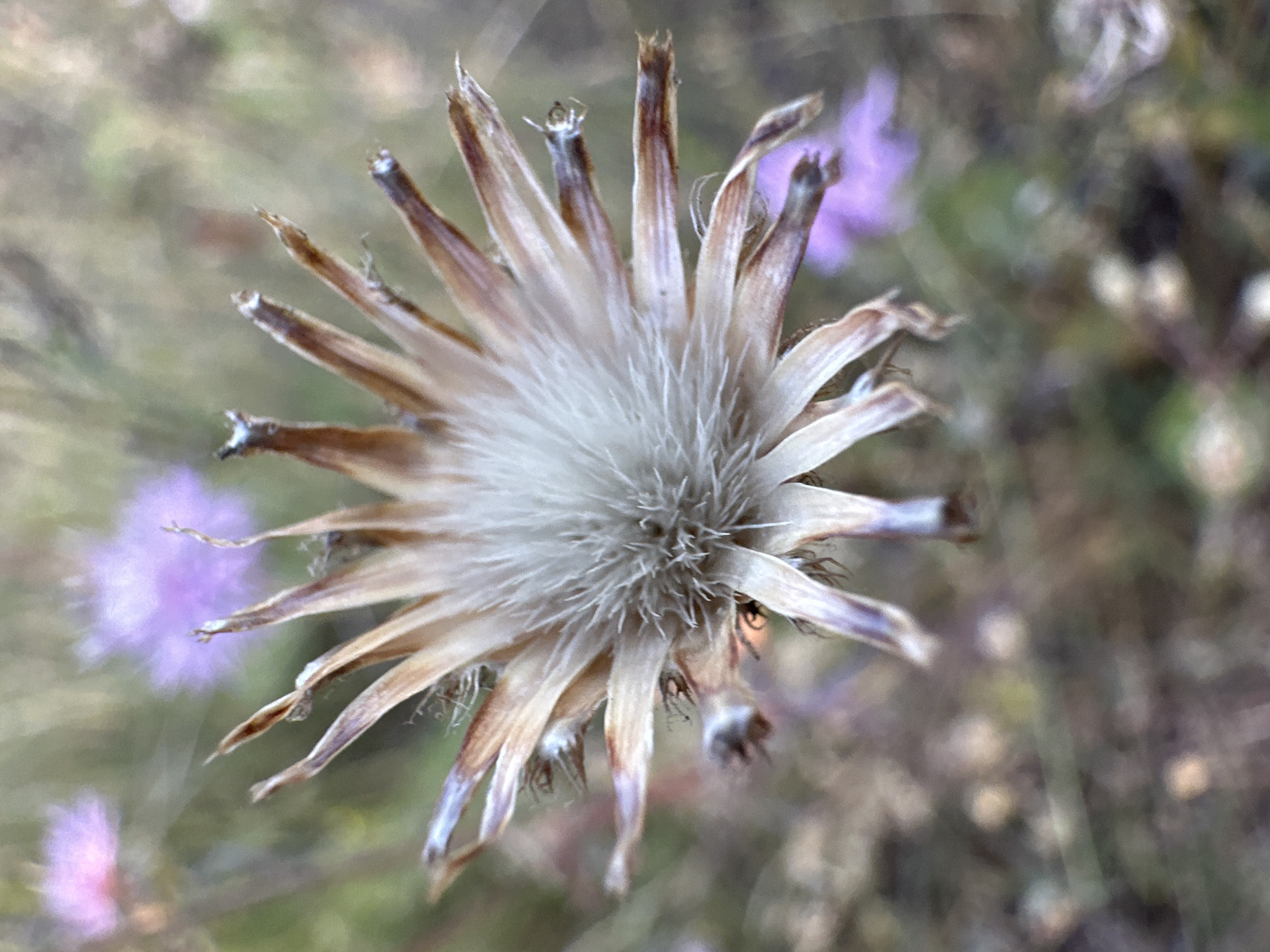 Wildflowers and dry grass along a quiet rural path