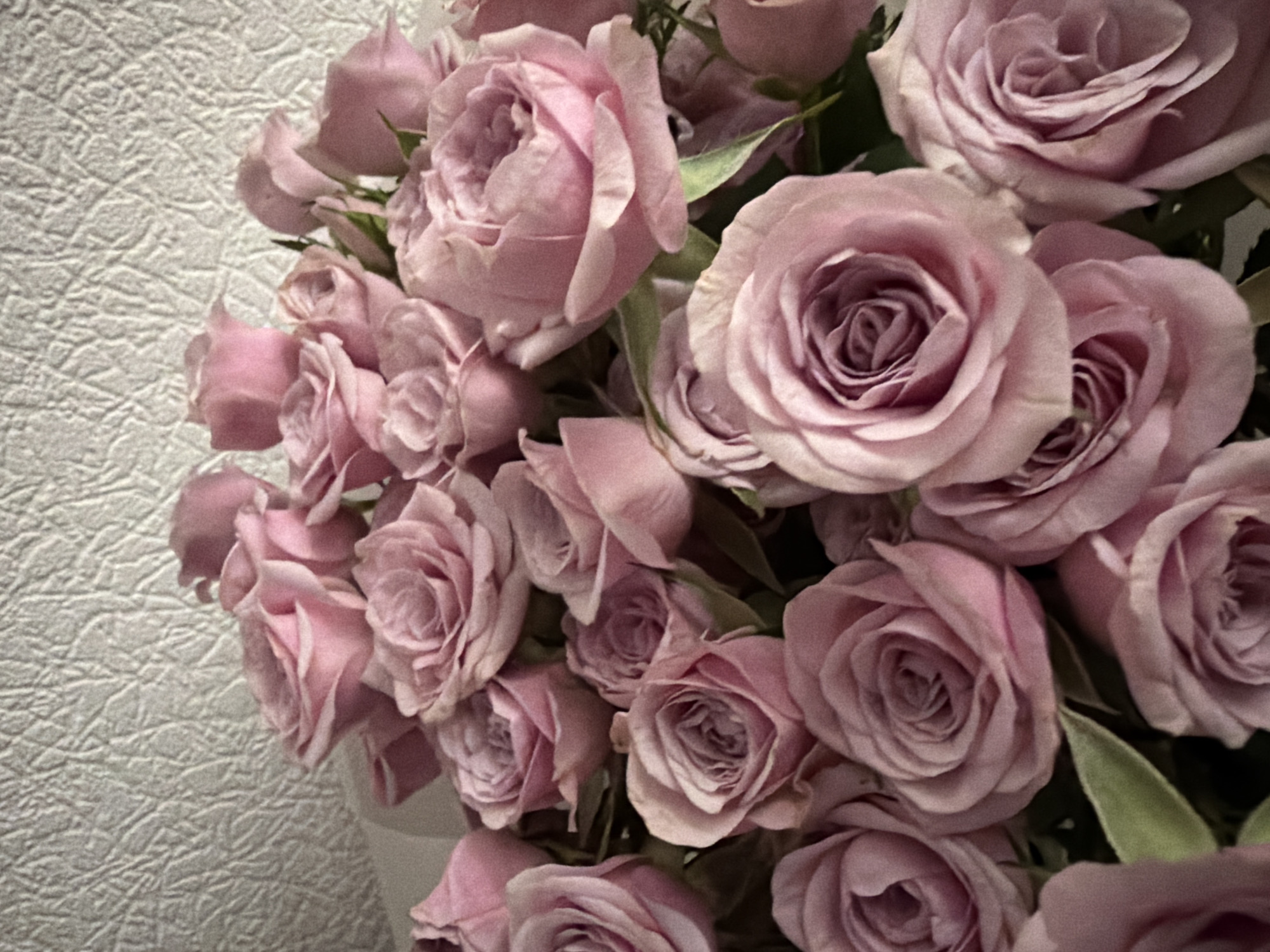 Roses, a relaxed cat, and a car ride through Kyiv