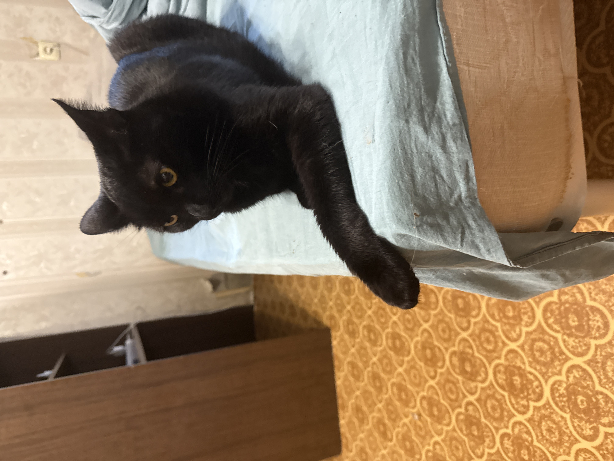 Pomeranian and black cat at home in Khimki