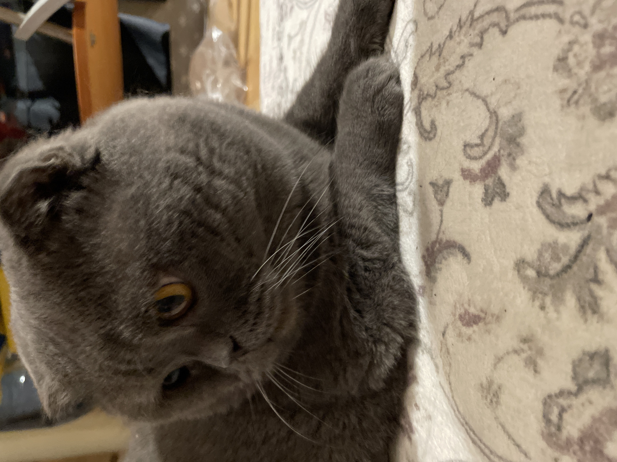 Scottish Fold Cat Plays with Toys on Patterned Rug