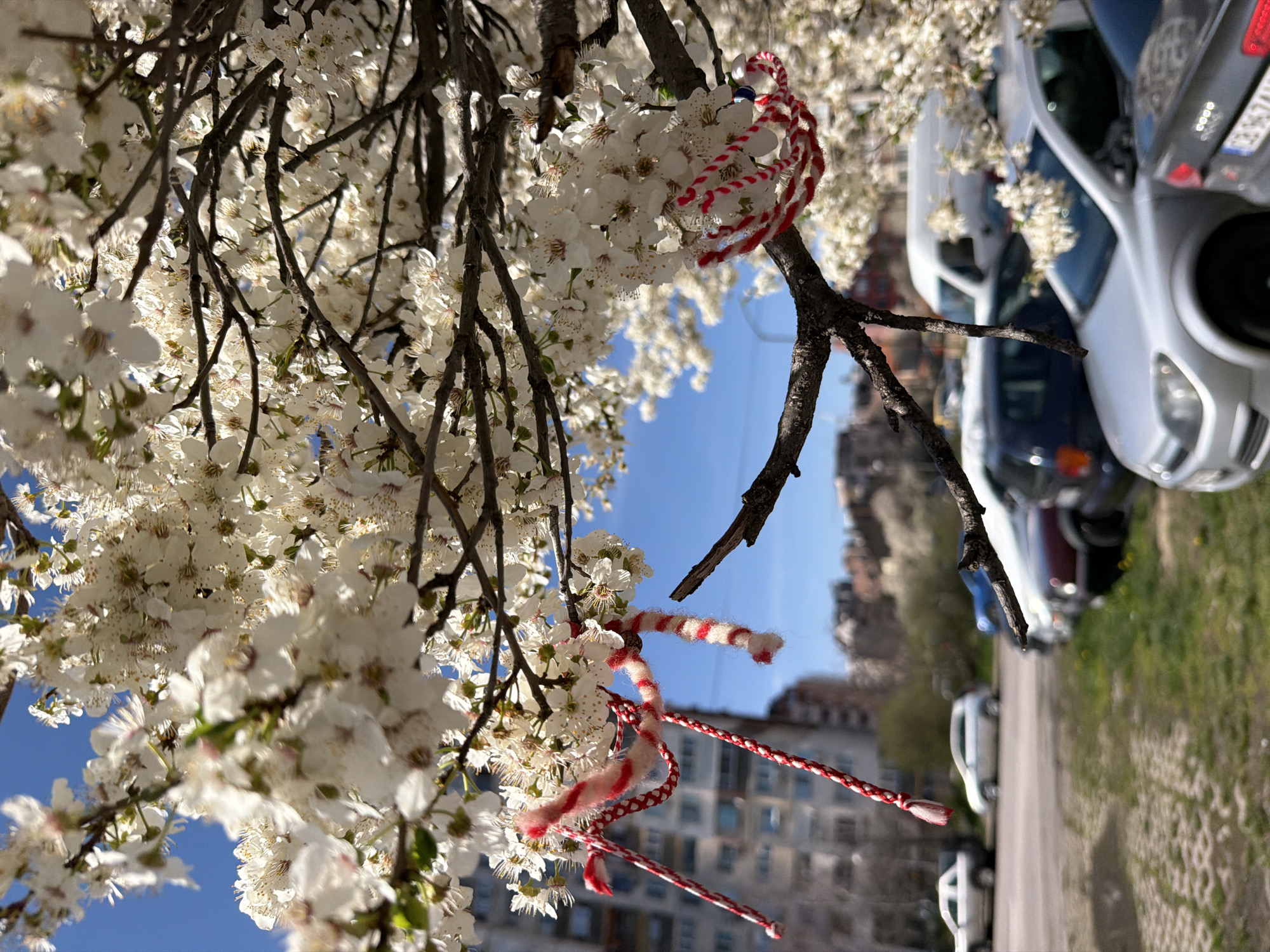 Spring blossoms adorned with traditional Martenitsa bracelets in Sofia
