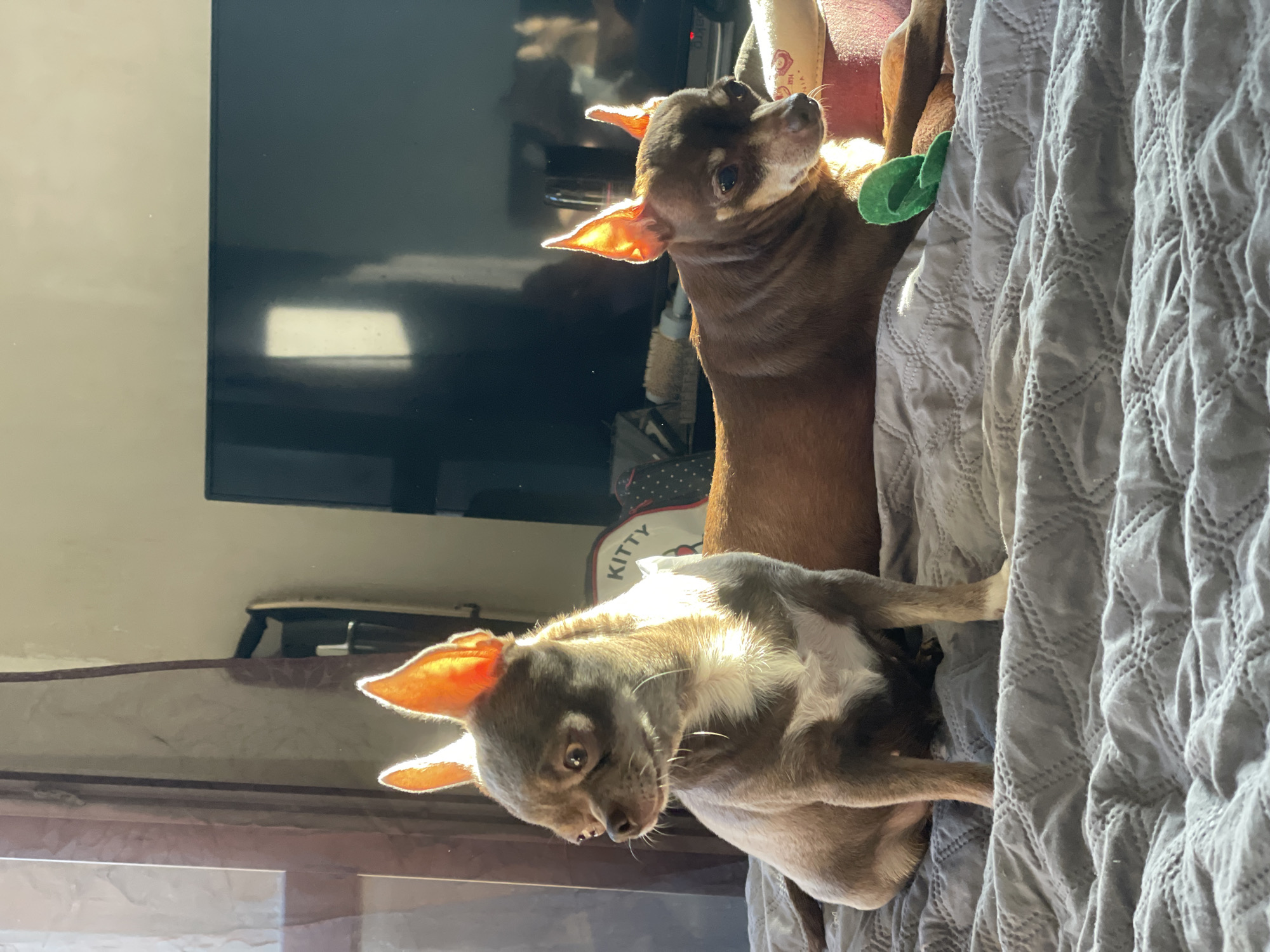 Chihuahuas lounging on a sunlit bed in Kornevo