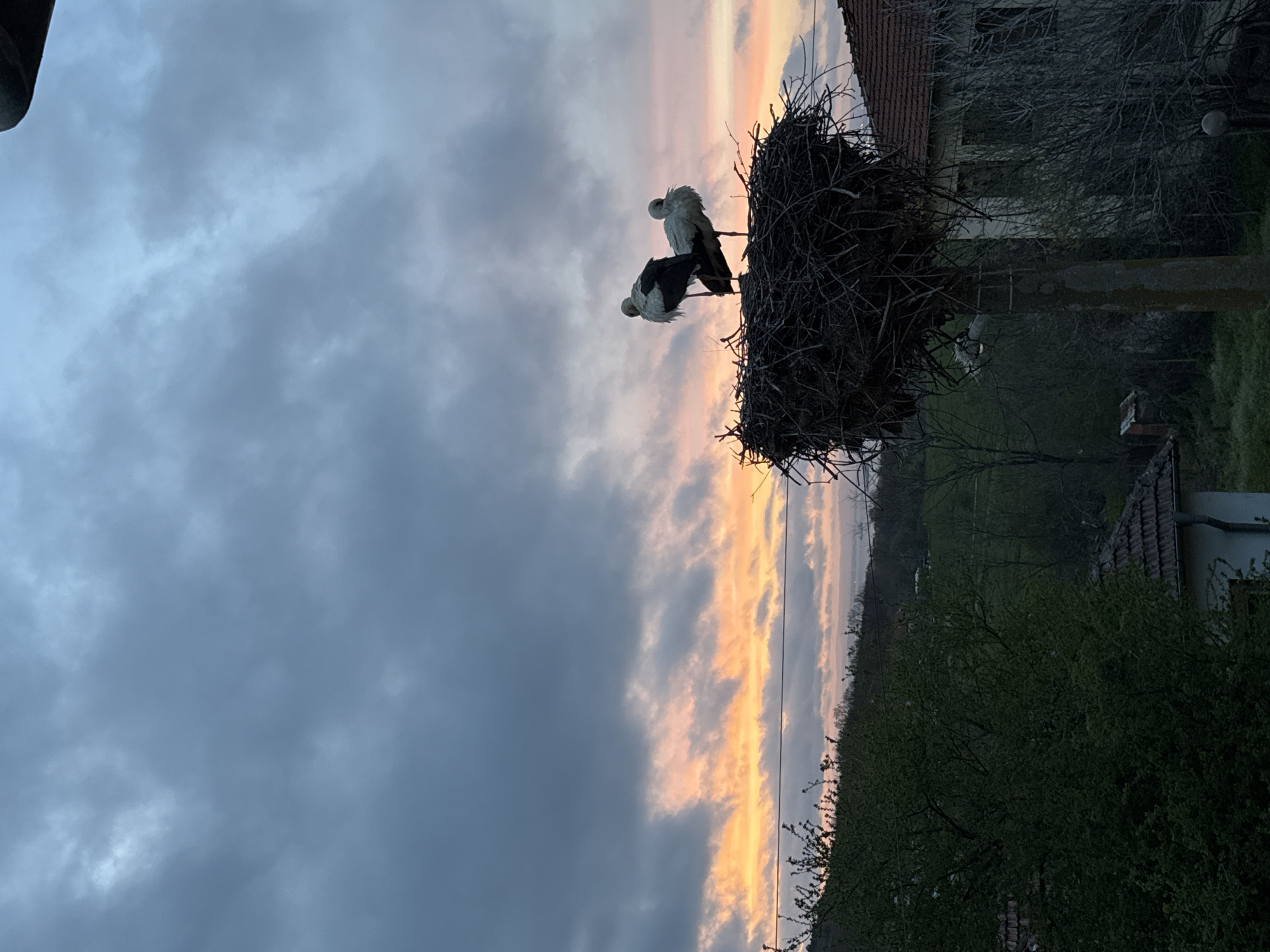 Storks spotted nesting on utility pole in Atiya, Bulgaria