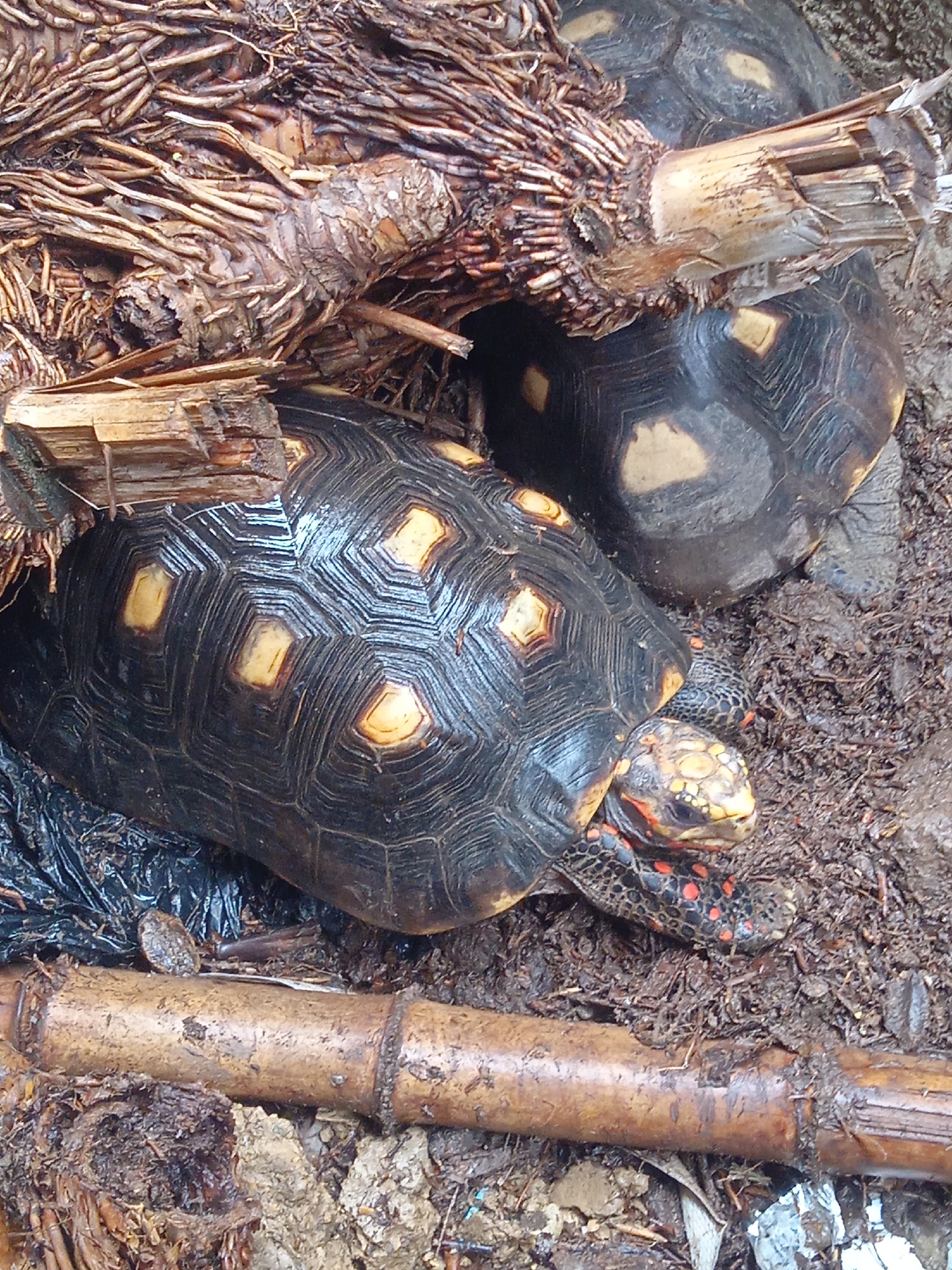 Tortoises, perched birds, and garden flowers on a cloudy afternoon.
