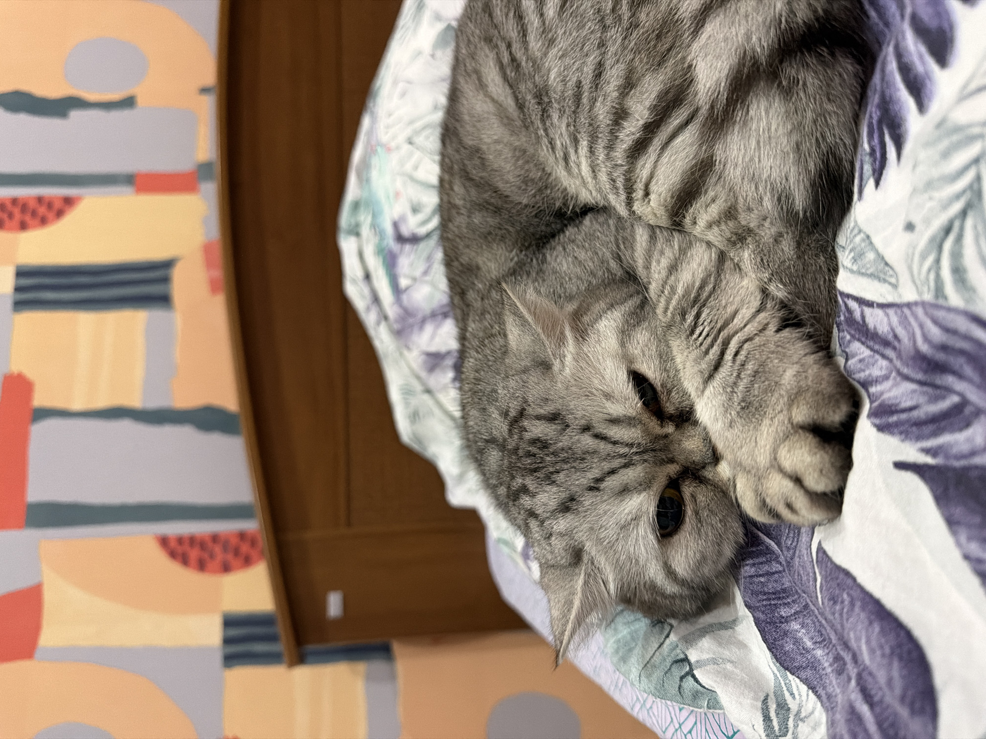 Woman documents quiet evening routine with pets in Chaikovsky