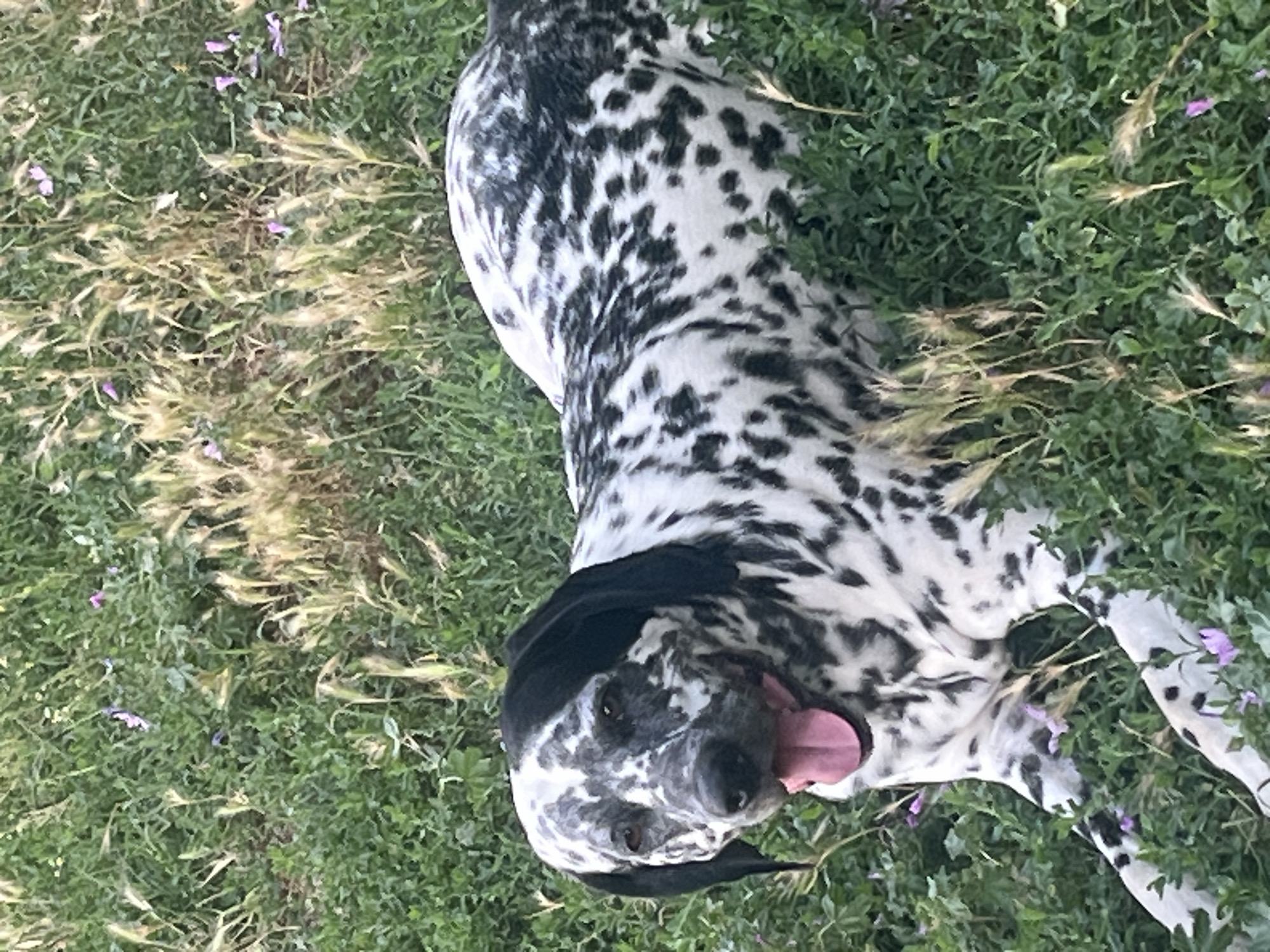Pets, personal moments, and Plovdiv sunsets on a July afternoon