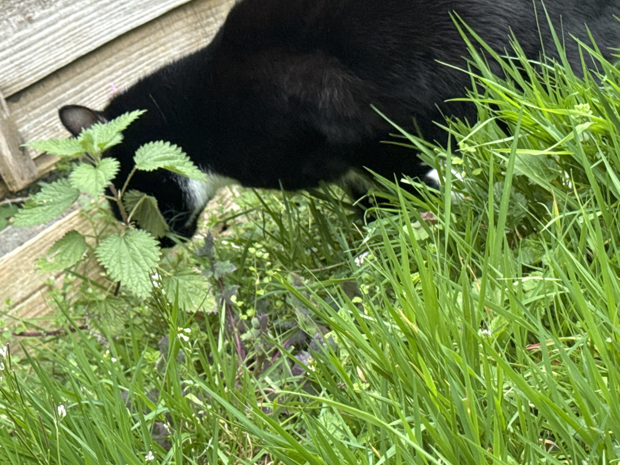 Black and white cat spotted exploring Desborough garden