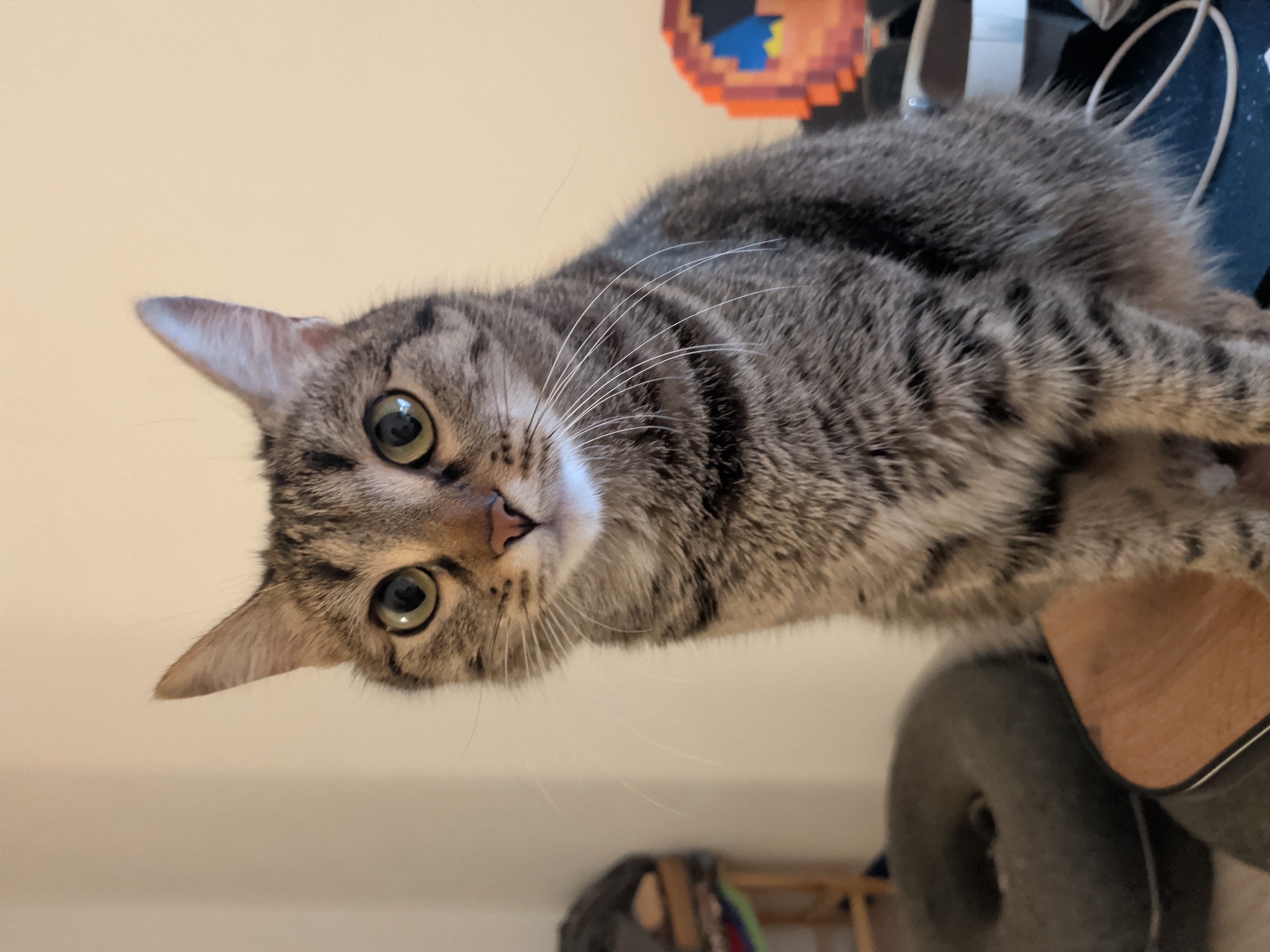 Tabby cat observed sitting indoors during evening hours