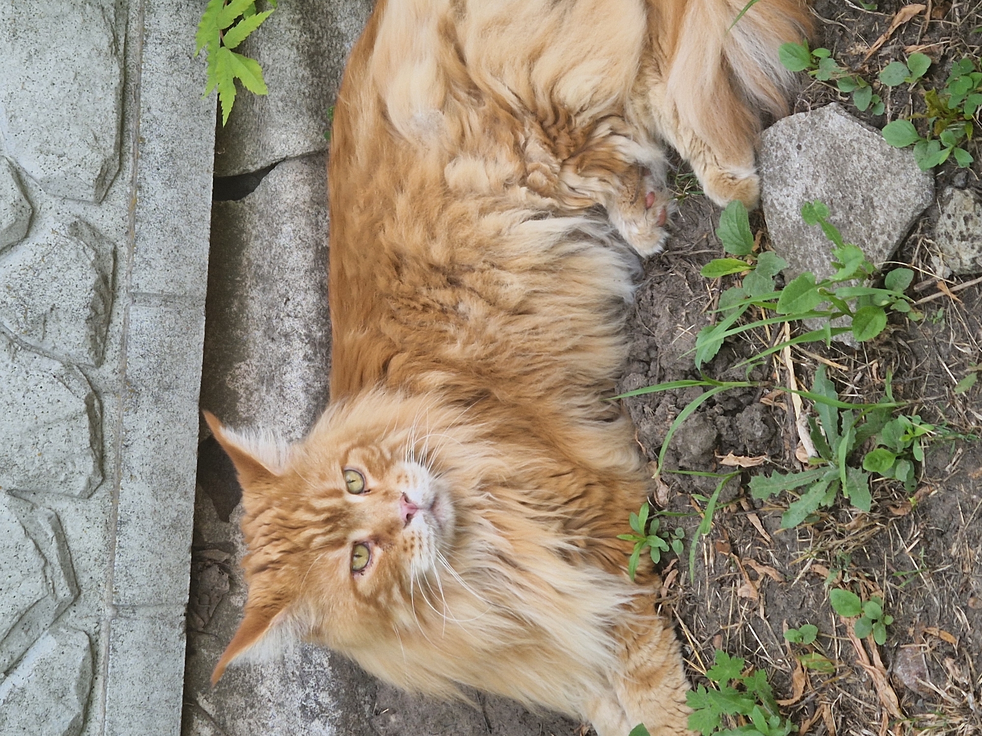 Cats, a dog, and summer blooms in a Kalynove garden