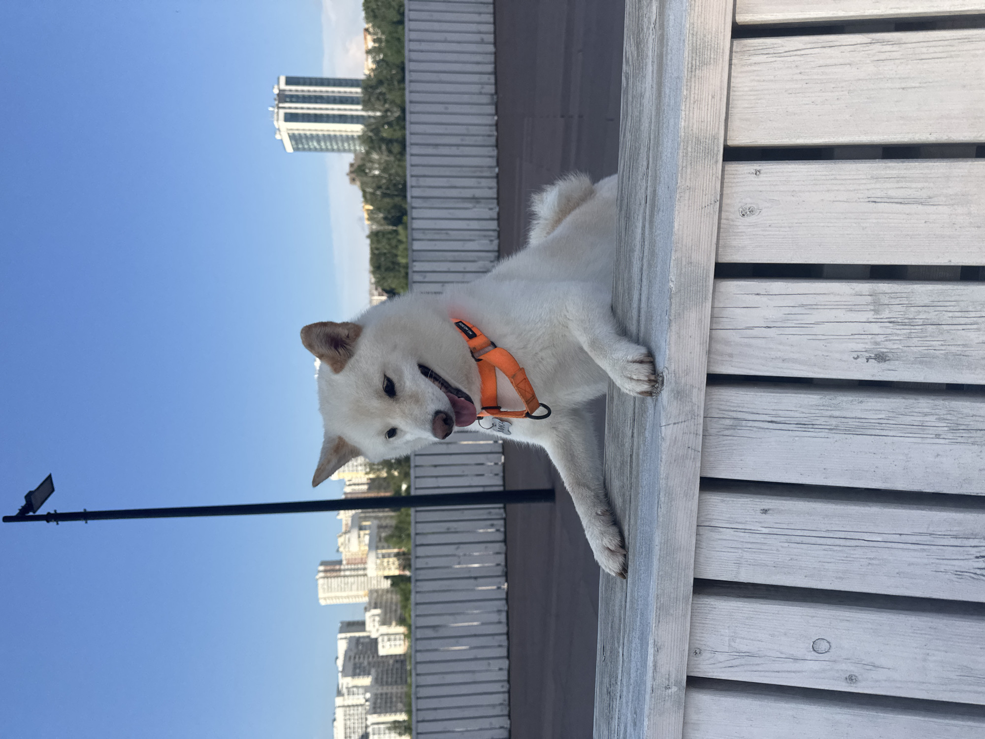 Dogs and dancers on Yekaterinburg's Iset River promenade