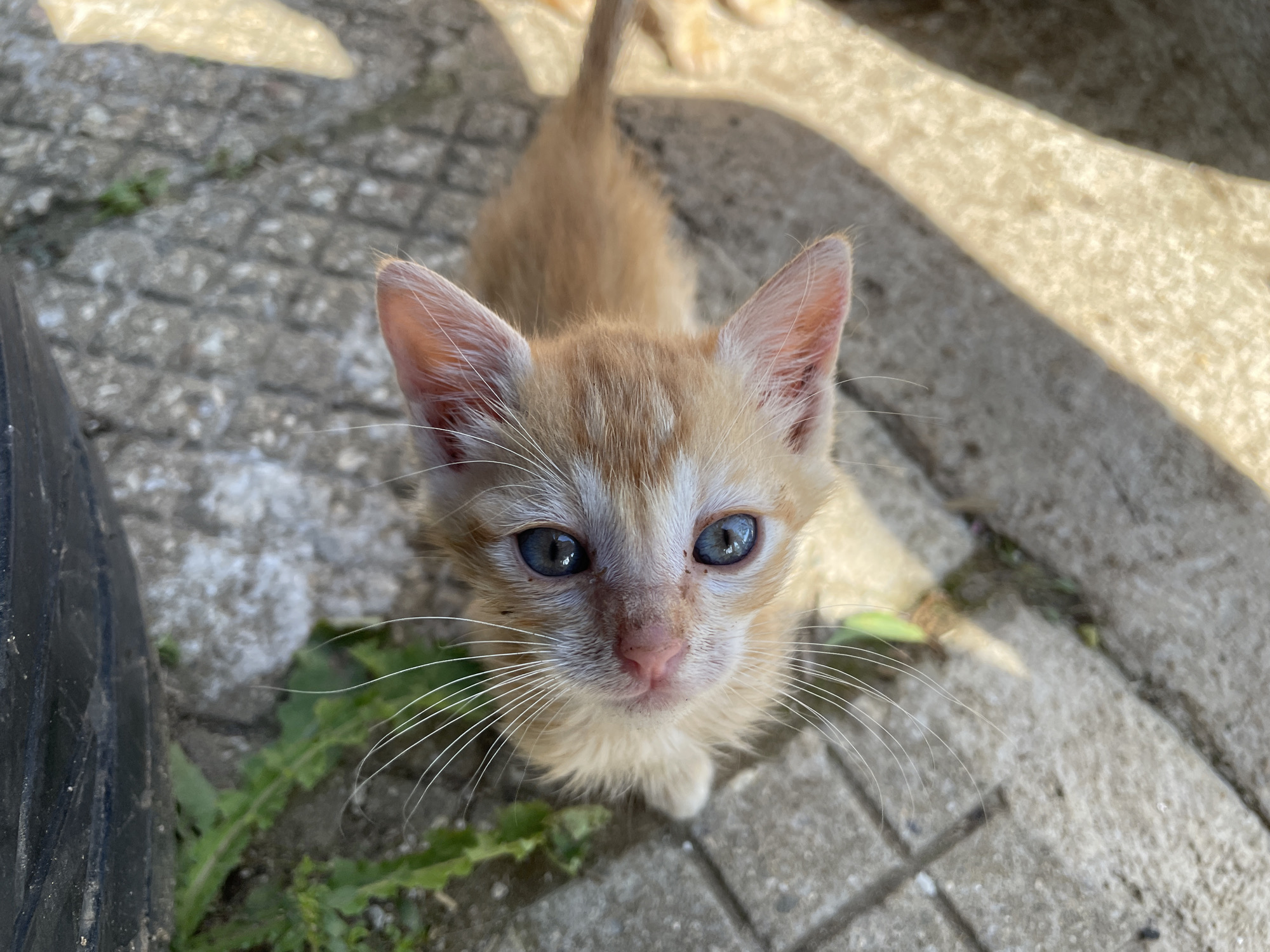 Kittens and dog photographed in Zlatograd, Bulgaria residential area