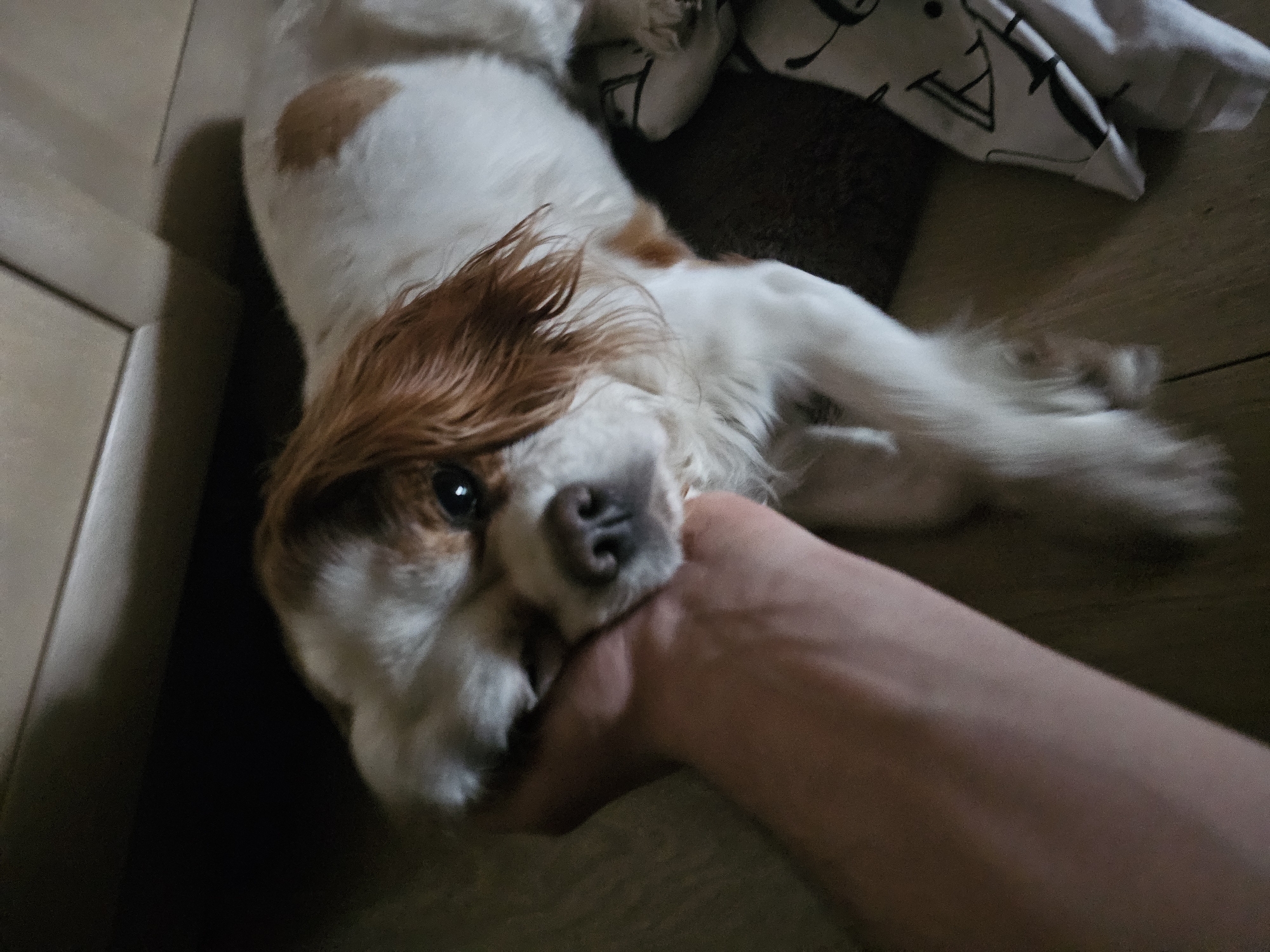 Cavalier King Charles Spaniel plays on wooden floor in Sofia