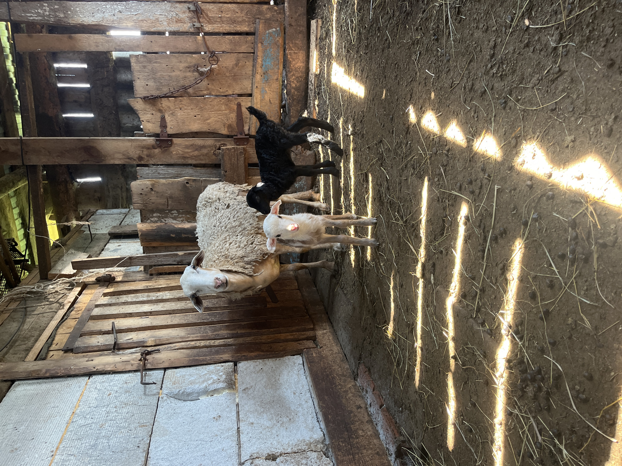 Newborn lambs and pigs in a barn on a summer morning