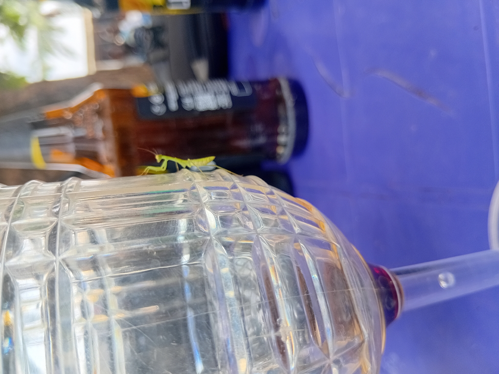 Green praying mantis handled by witnesses in Keffi, Nigeria