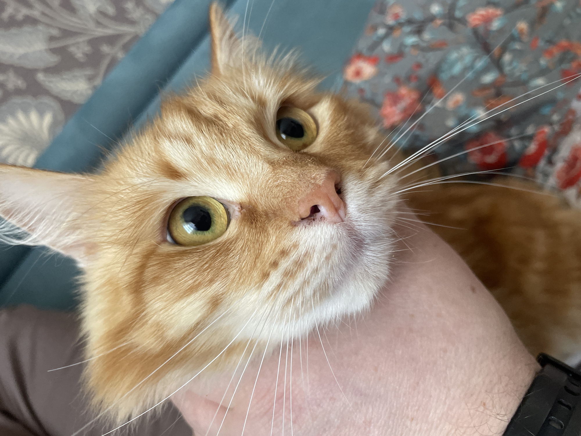 Lazy afternoon with orange tabbies in Khimki