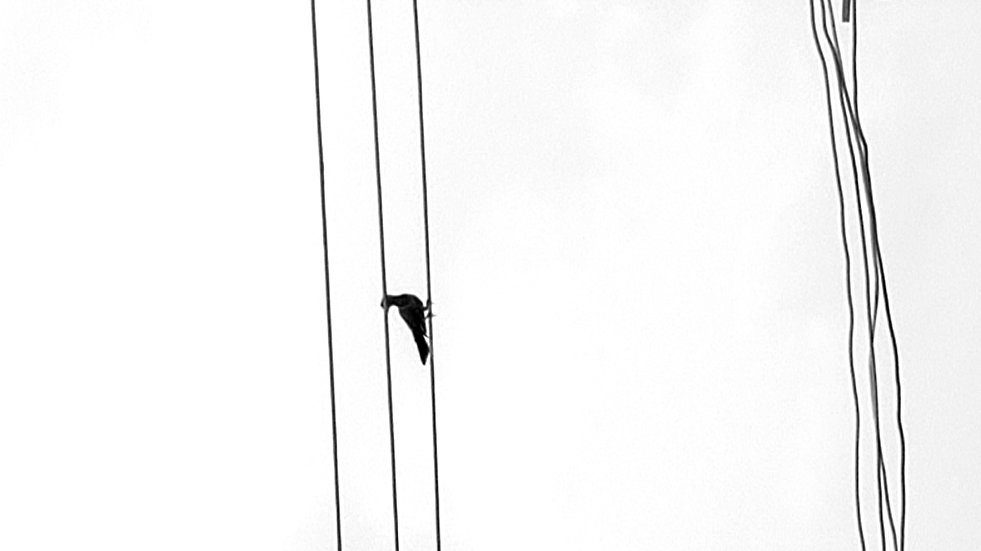Bird perches on power lines in Sabon Tasha, Nigeria