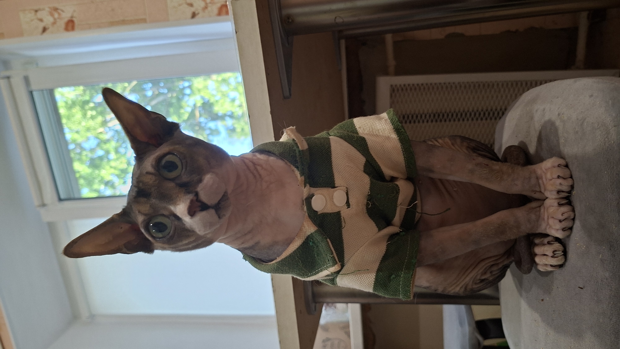 Dressed Sphynx cat relaxes on a stool in Myadzyel home