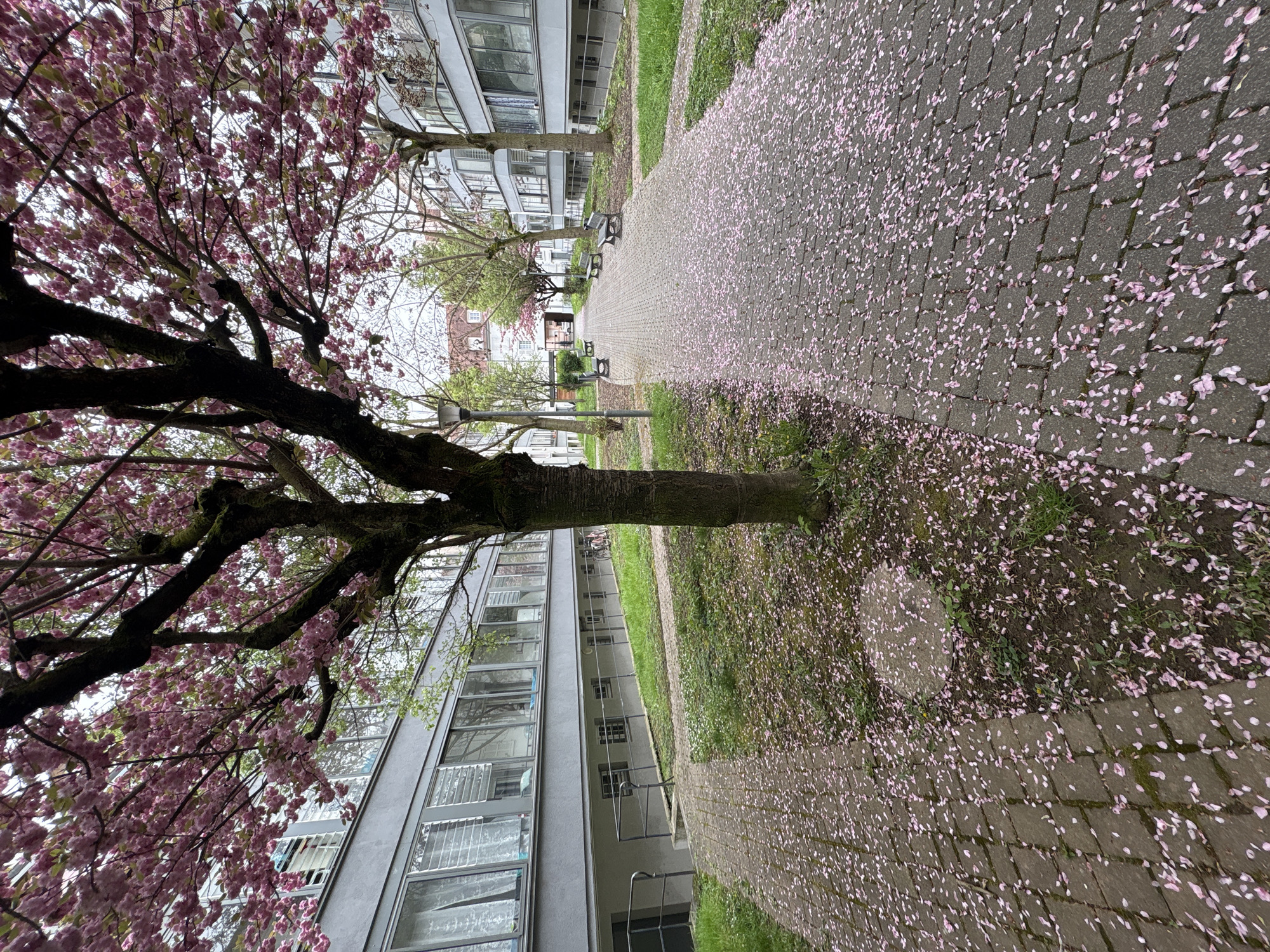 Cherry blossoms shed petals on Schiltigheim walkway
