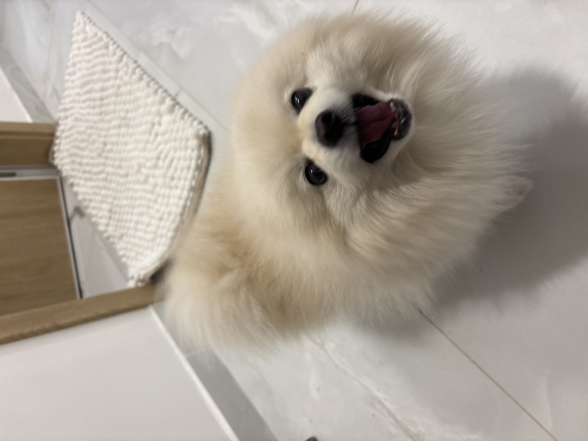 Fluffy Pomeranian photographed from overhead in Sofia